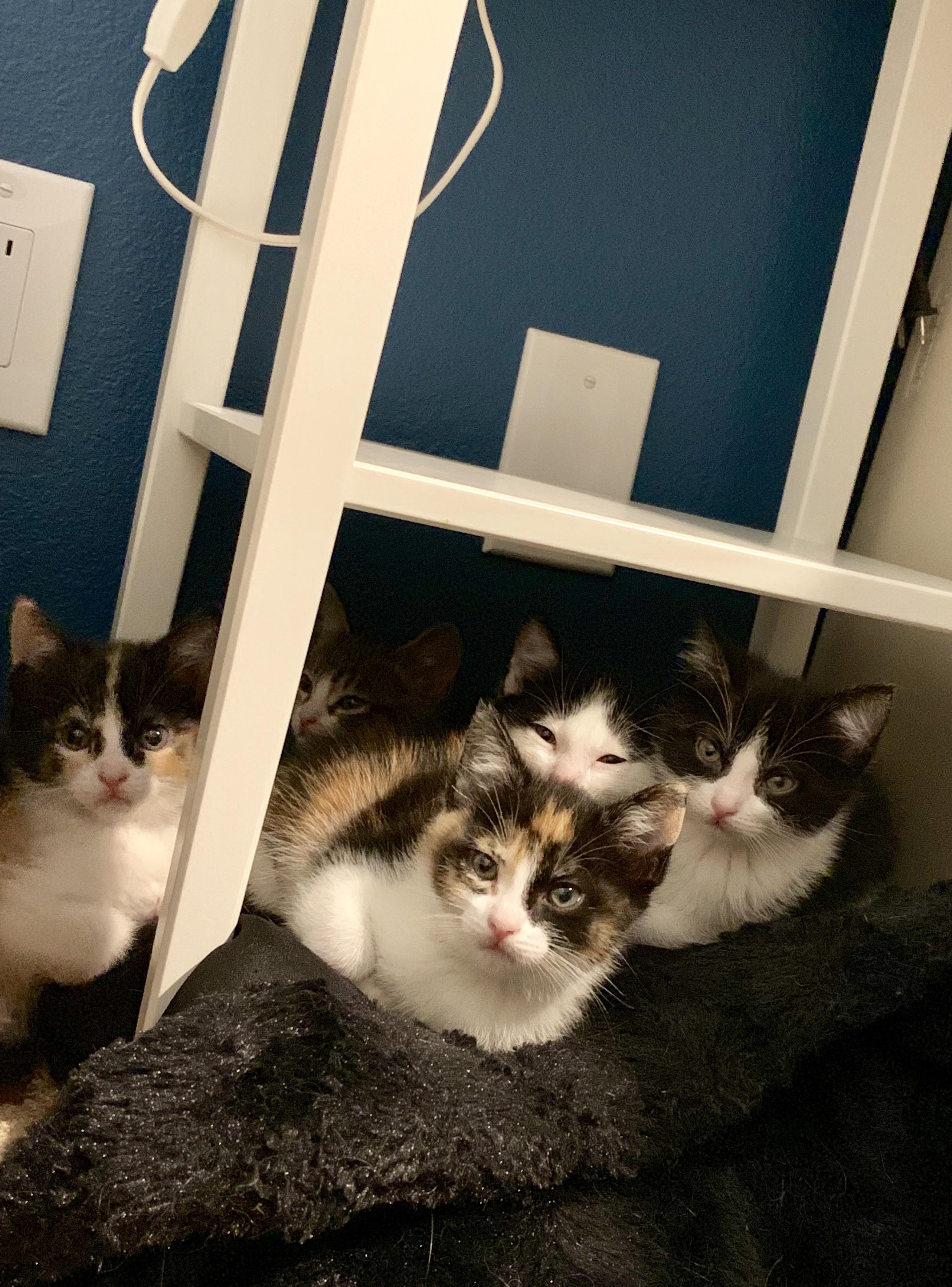 I’m fostering five kittens for the next few weeks. Reddit meet Valkyrie