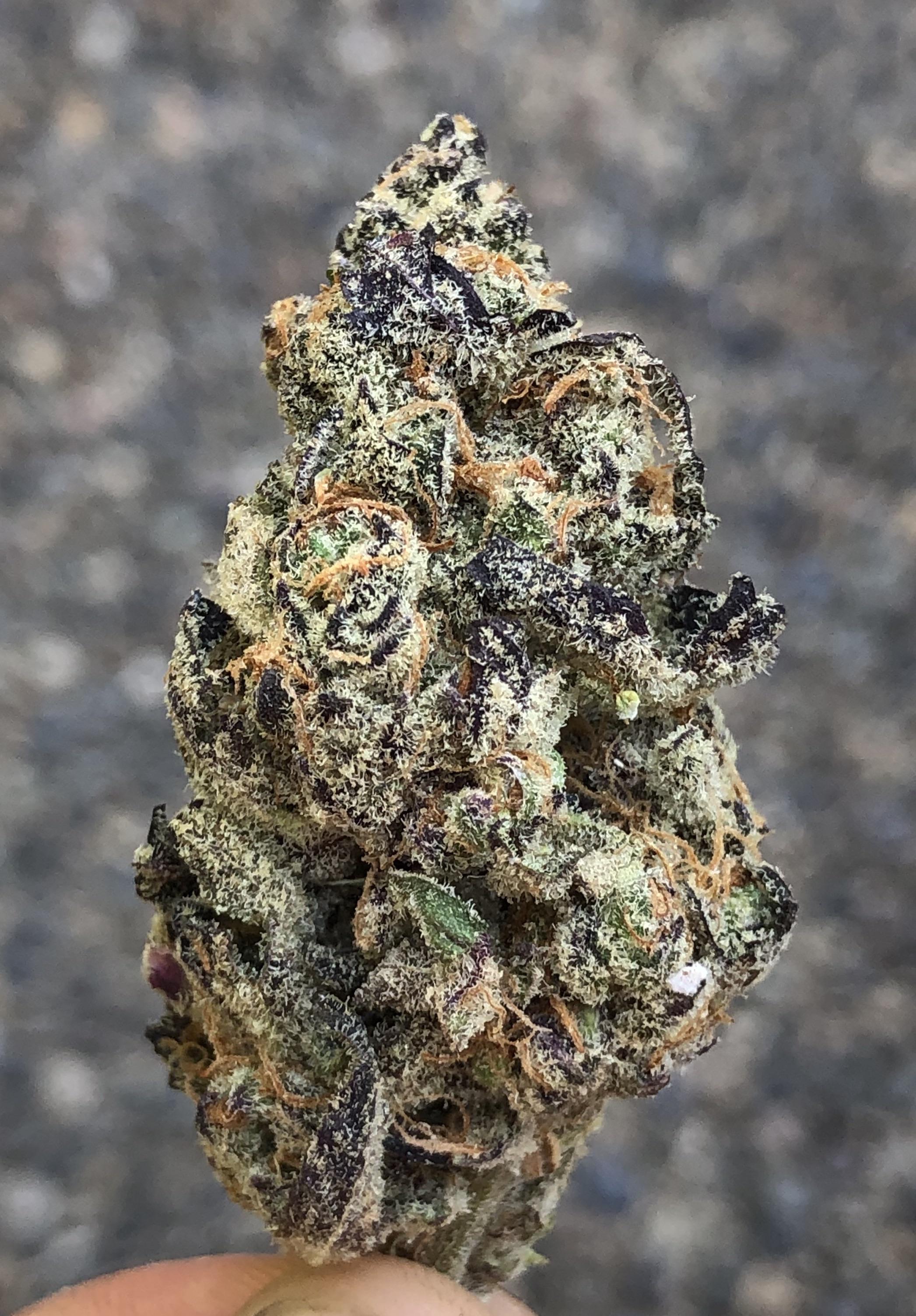 Tang Breath True Craft Cannabis May 2020 MOMpics