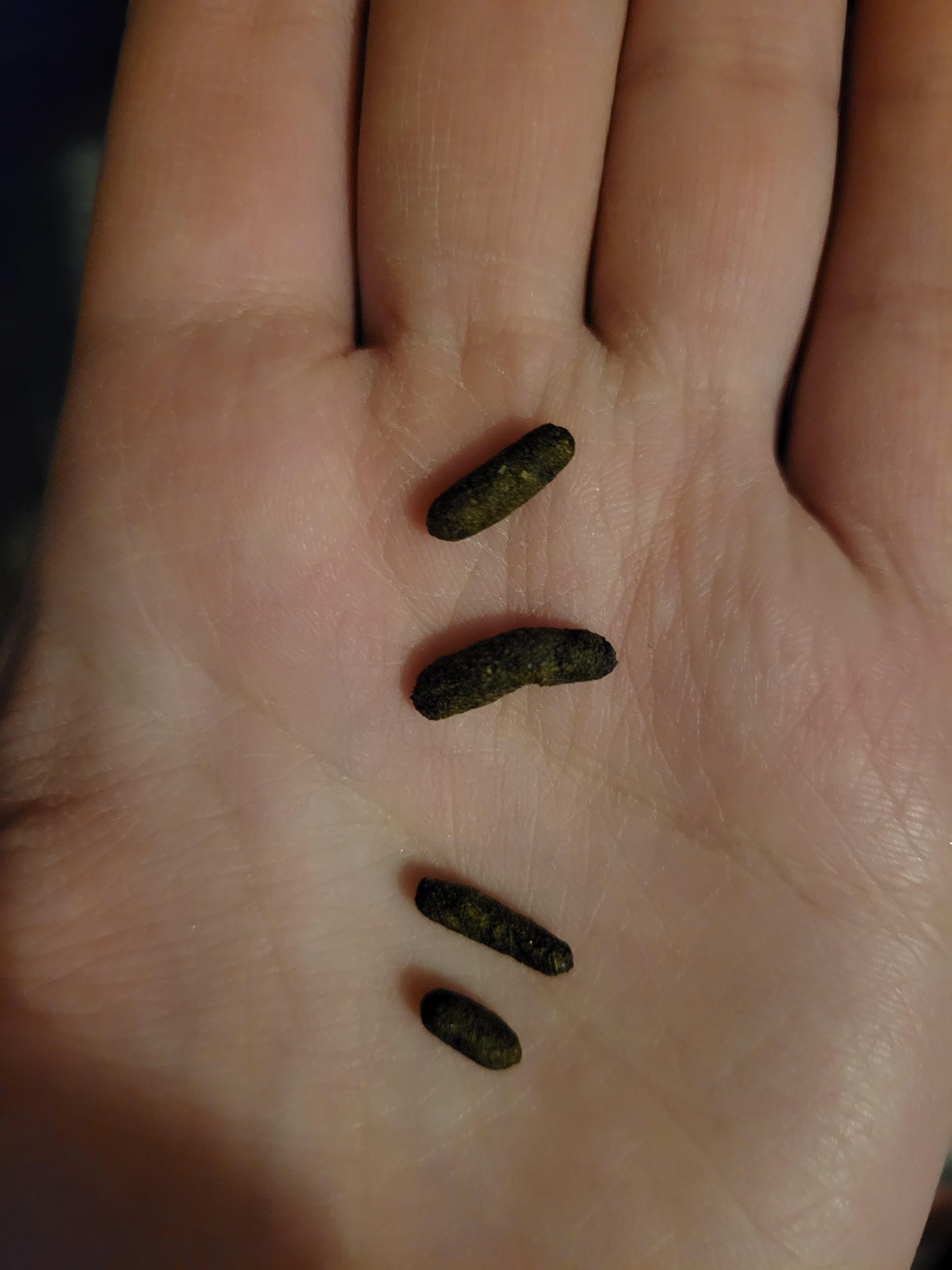 Poop size? Sorry if this is weird! Usually my chilla's poop looks like the top two, but lately