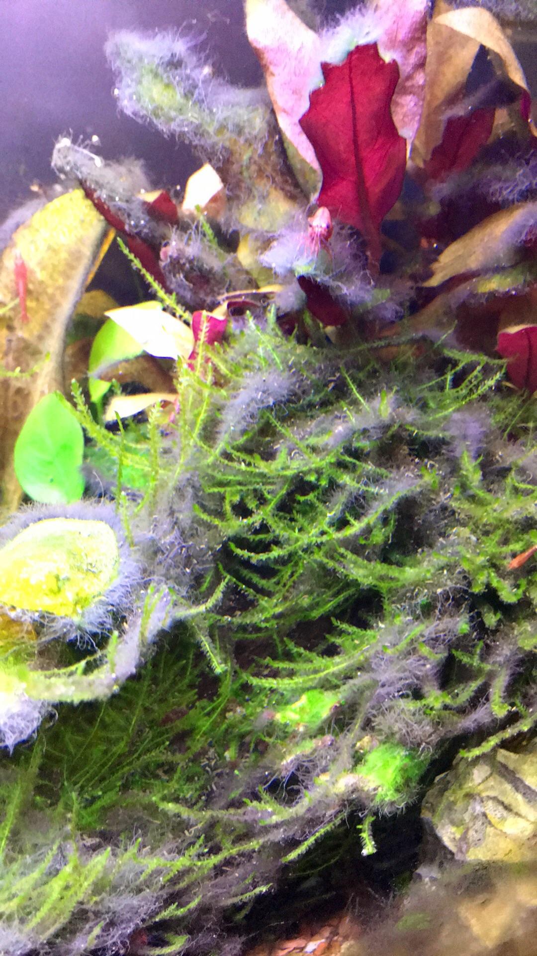 Best way at removing hair algae? r/PlantedTank