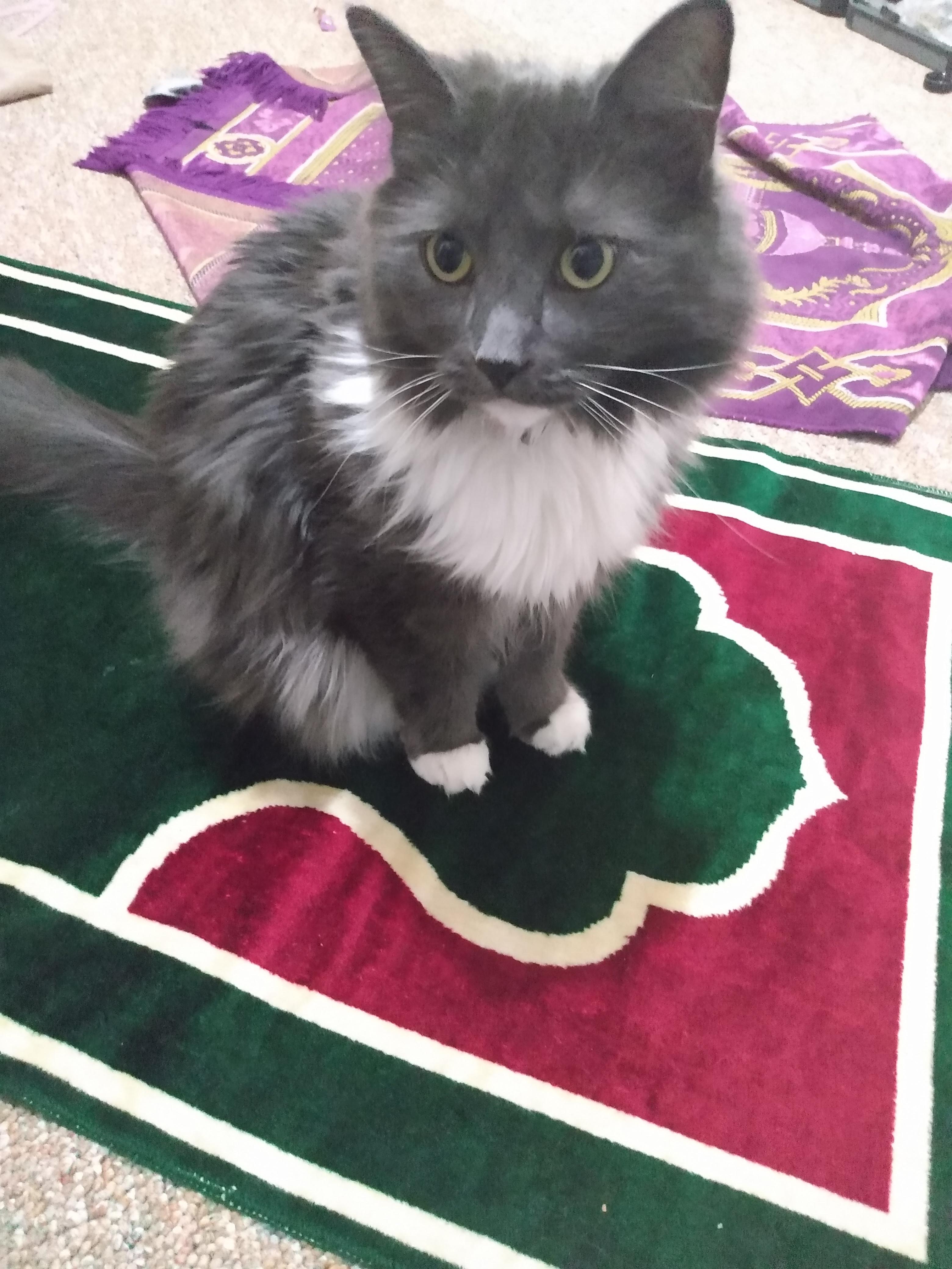 New term for the phenomenon that is cats and prayer rugs Meowslims. r/Hijabis