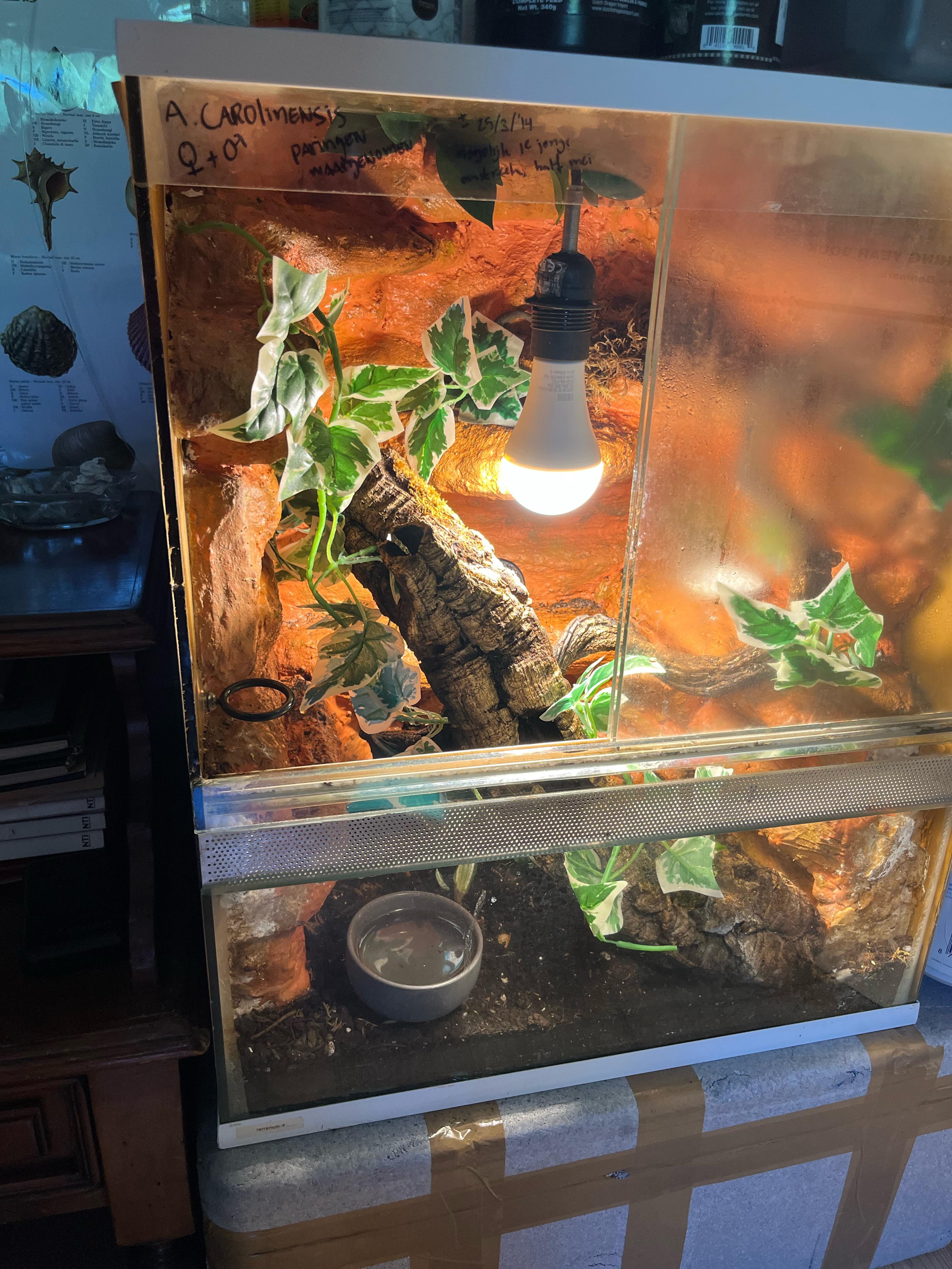 Hi all, just got this terrarium with 5yr old Golden Gecko from an old