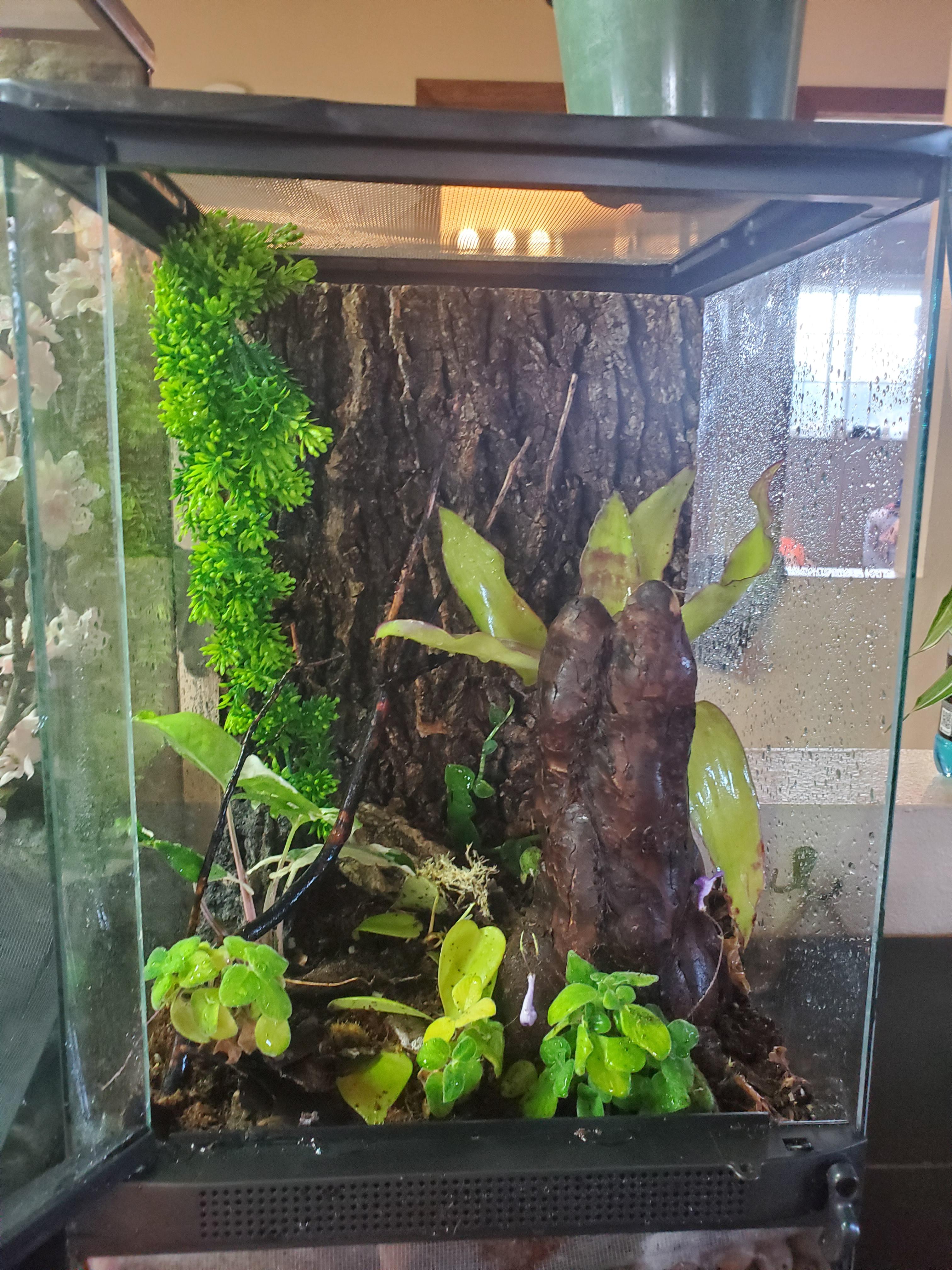 is it good for a baby crested gecko r/CrestedGecko