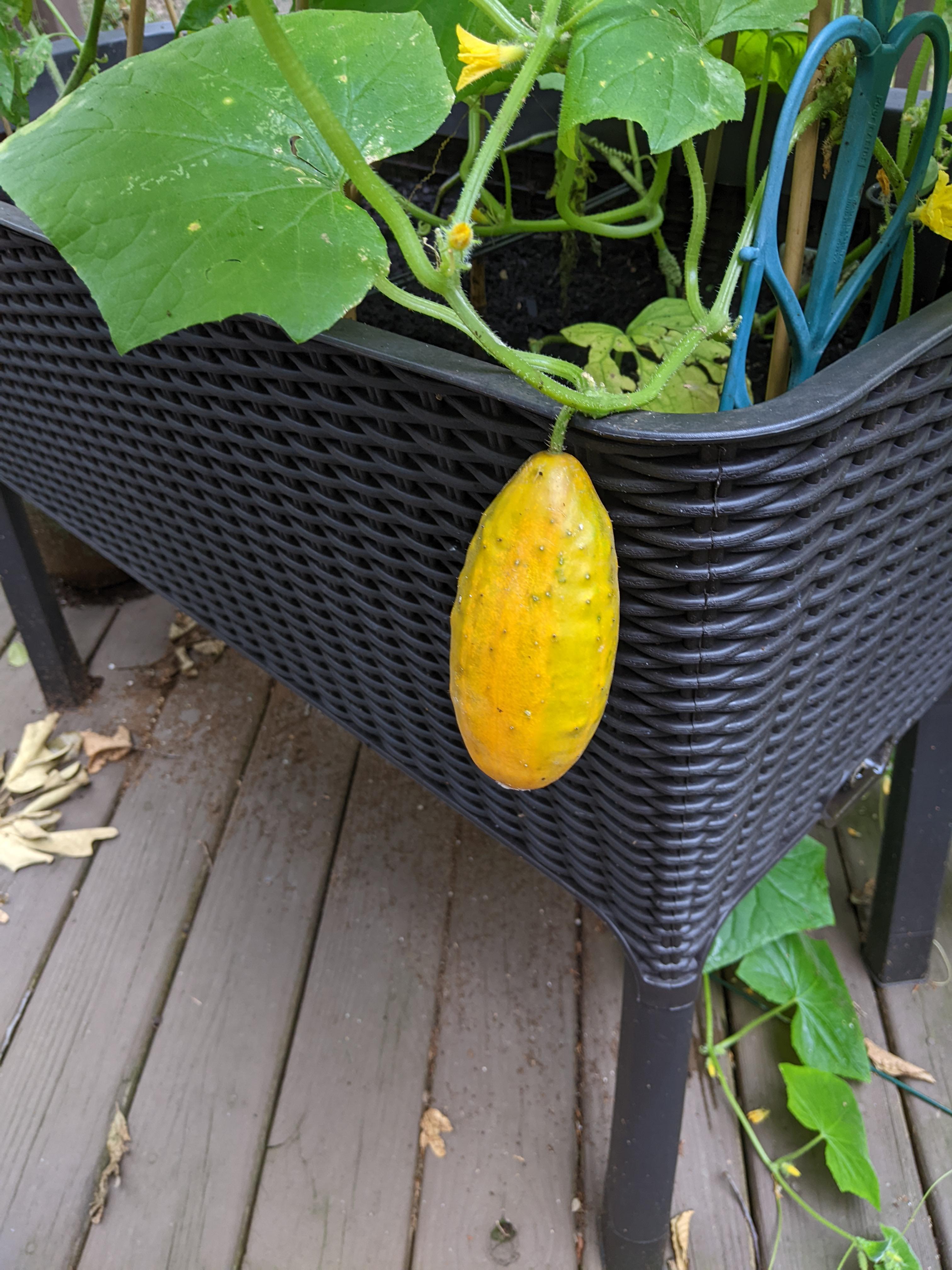 Boston Pickling cucumber yellow? First time trying this cultivar r