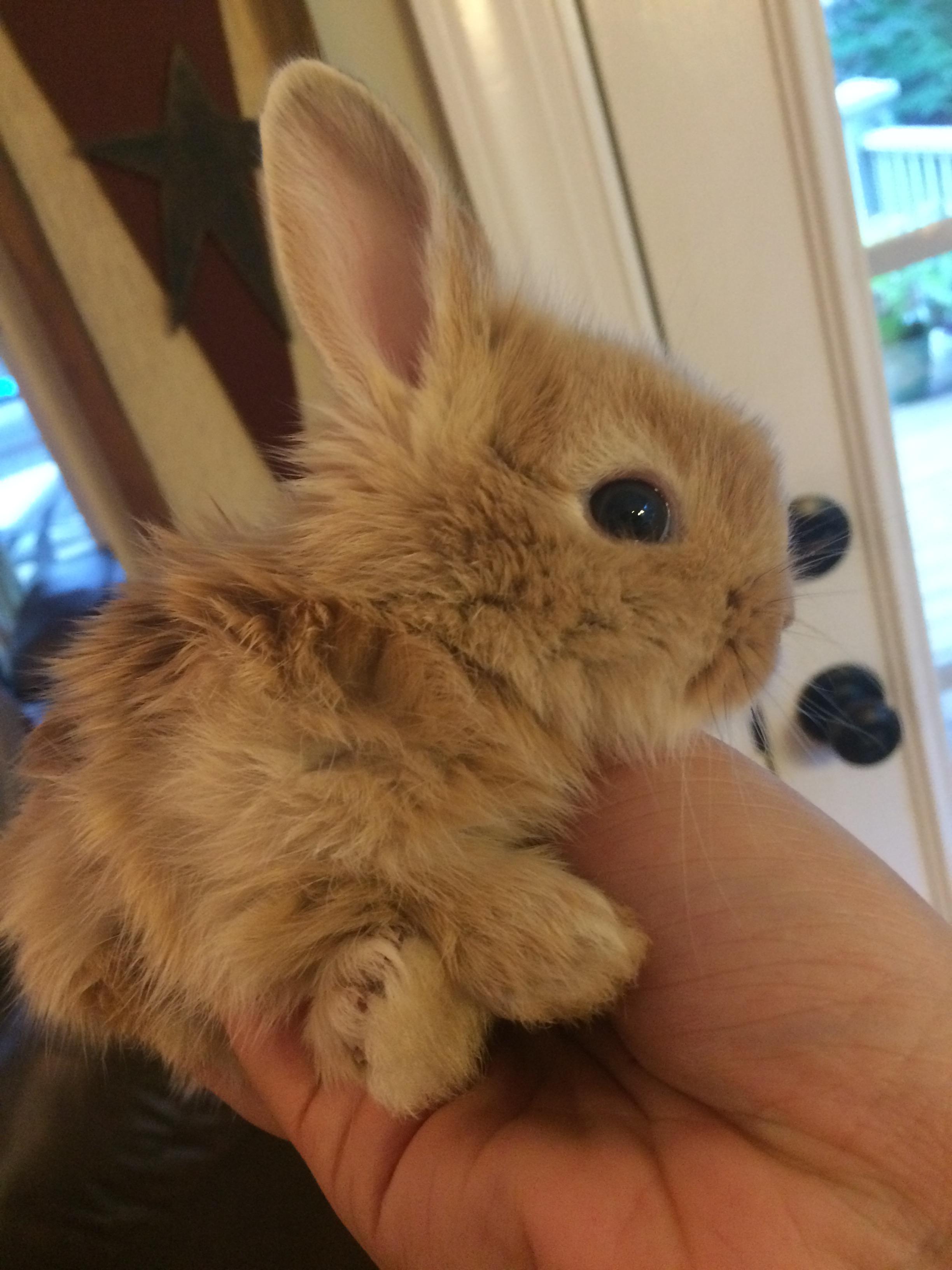 Motherinlaw's rabbits had some fluffy bunnies recently r/aww