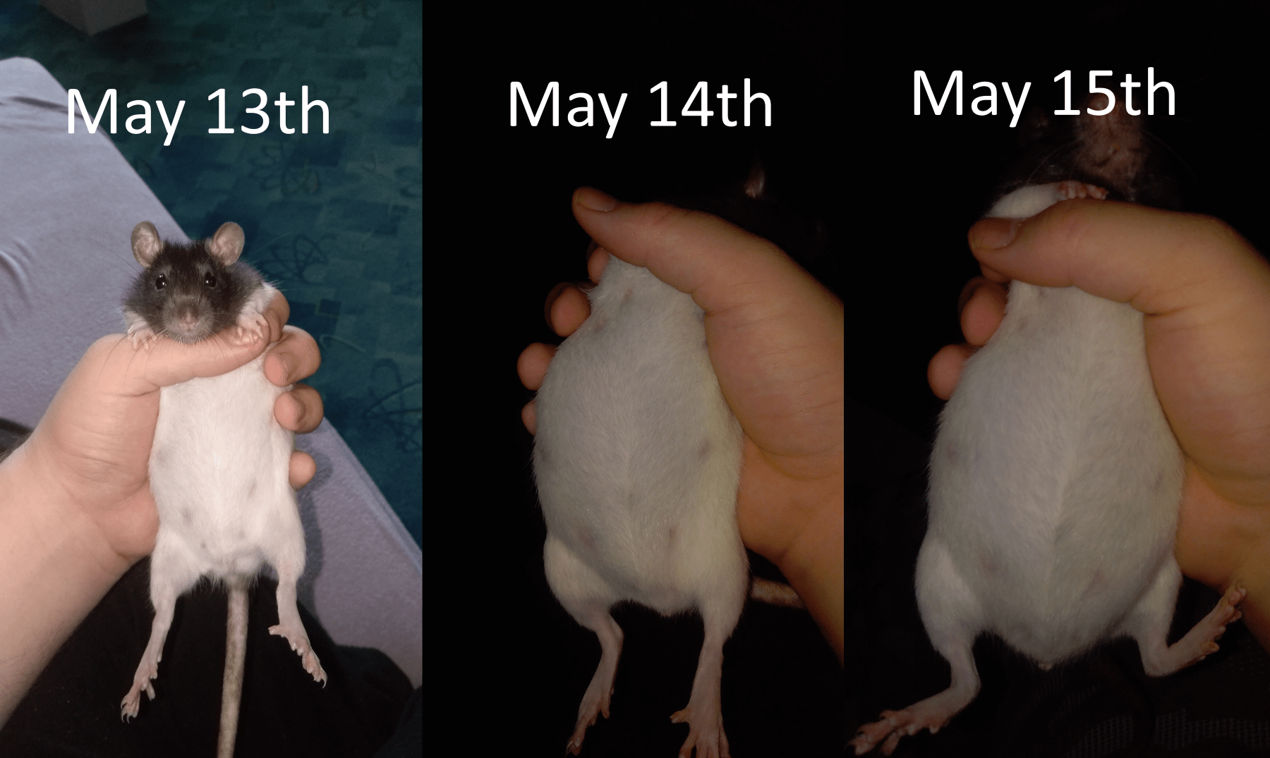 Got her from a pet store, we were told there was one male rat with all of the females for a