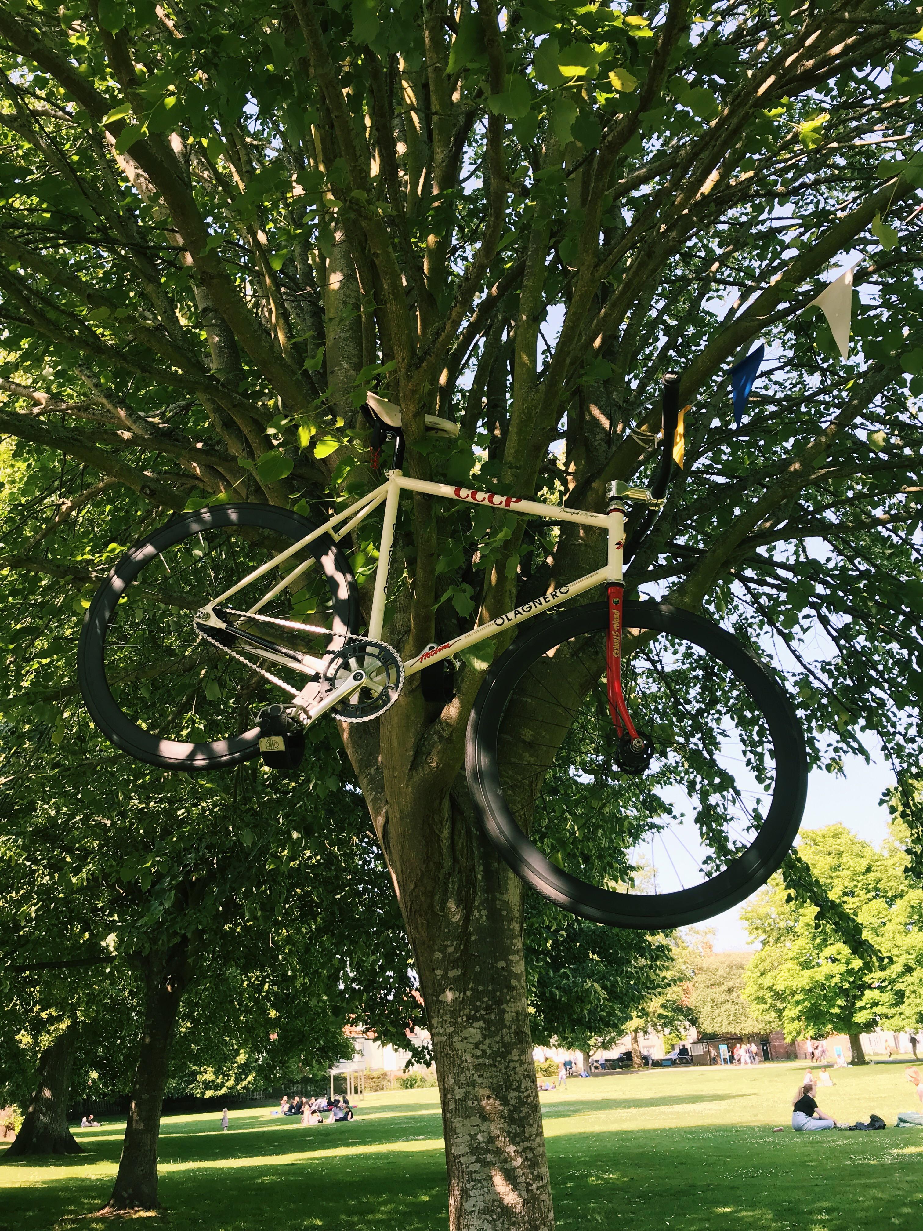 We doing bikes in trees today? r/FixedGearBicycle