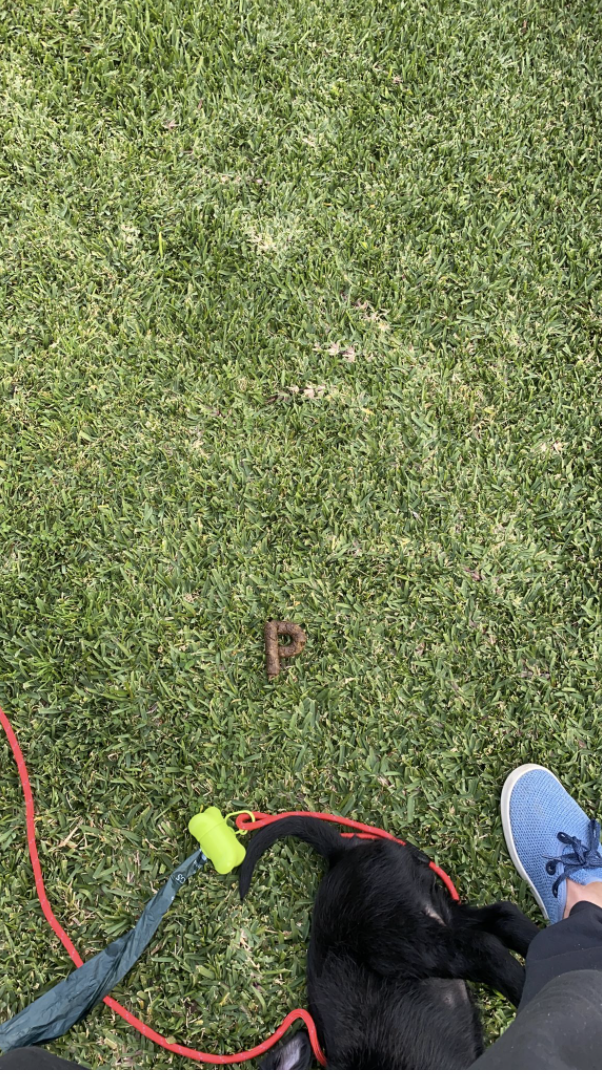 My dog pooped a perfect P oddlysatisfying