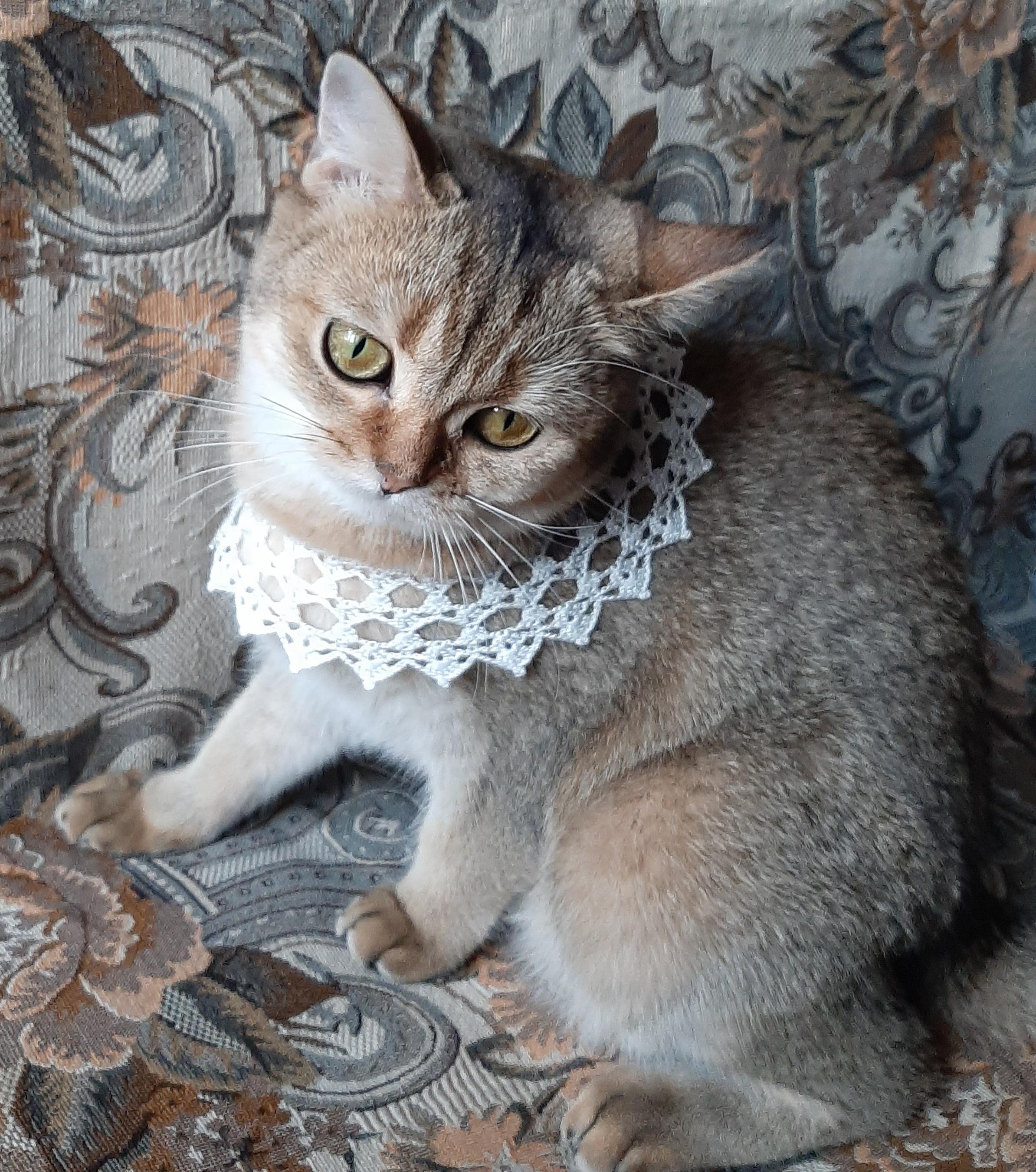 Best Cat Collar Posts Reddit