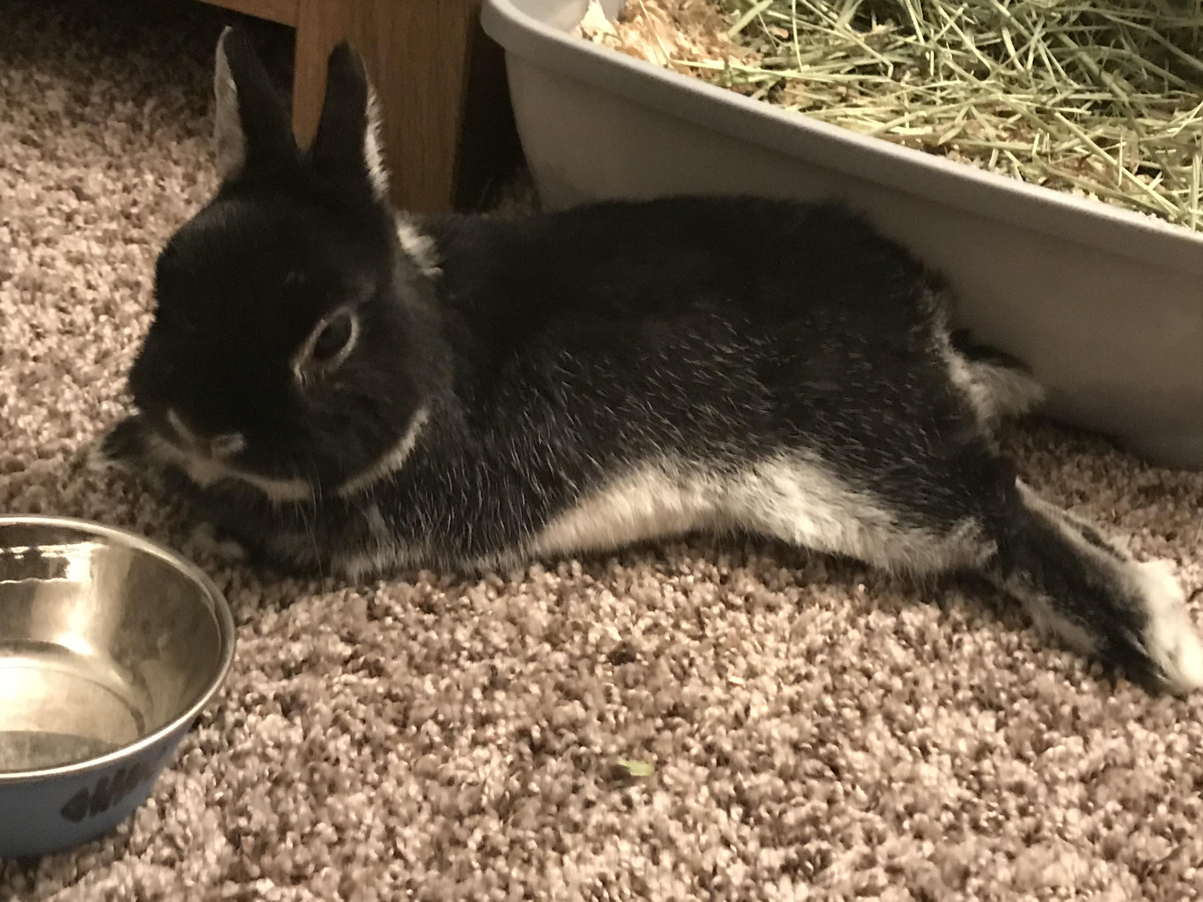 22 best u/someryoho images on Pholder Rabbits, Weddingplanning and