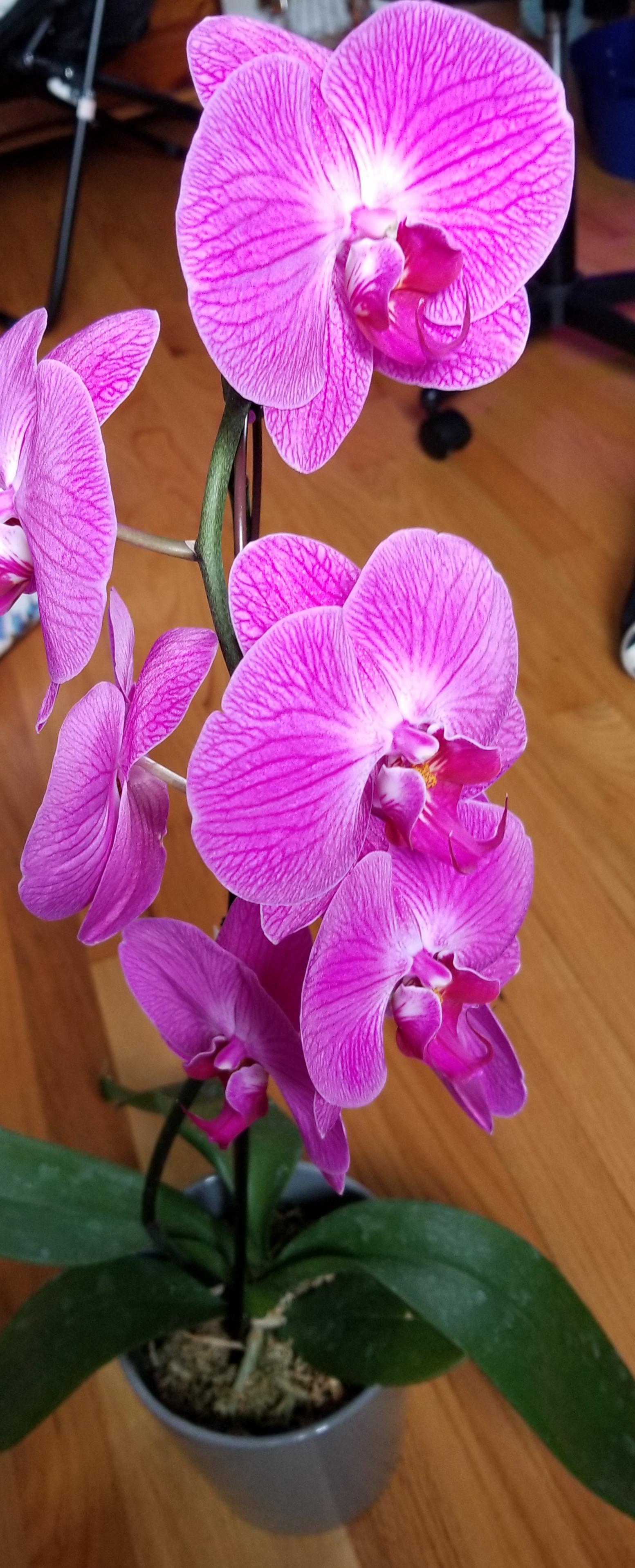 I got this orchid about two weeks ago, but I haven't watered it yet