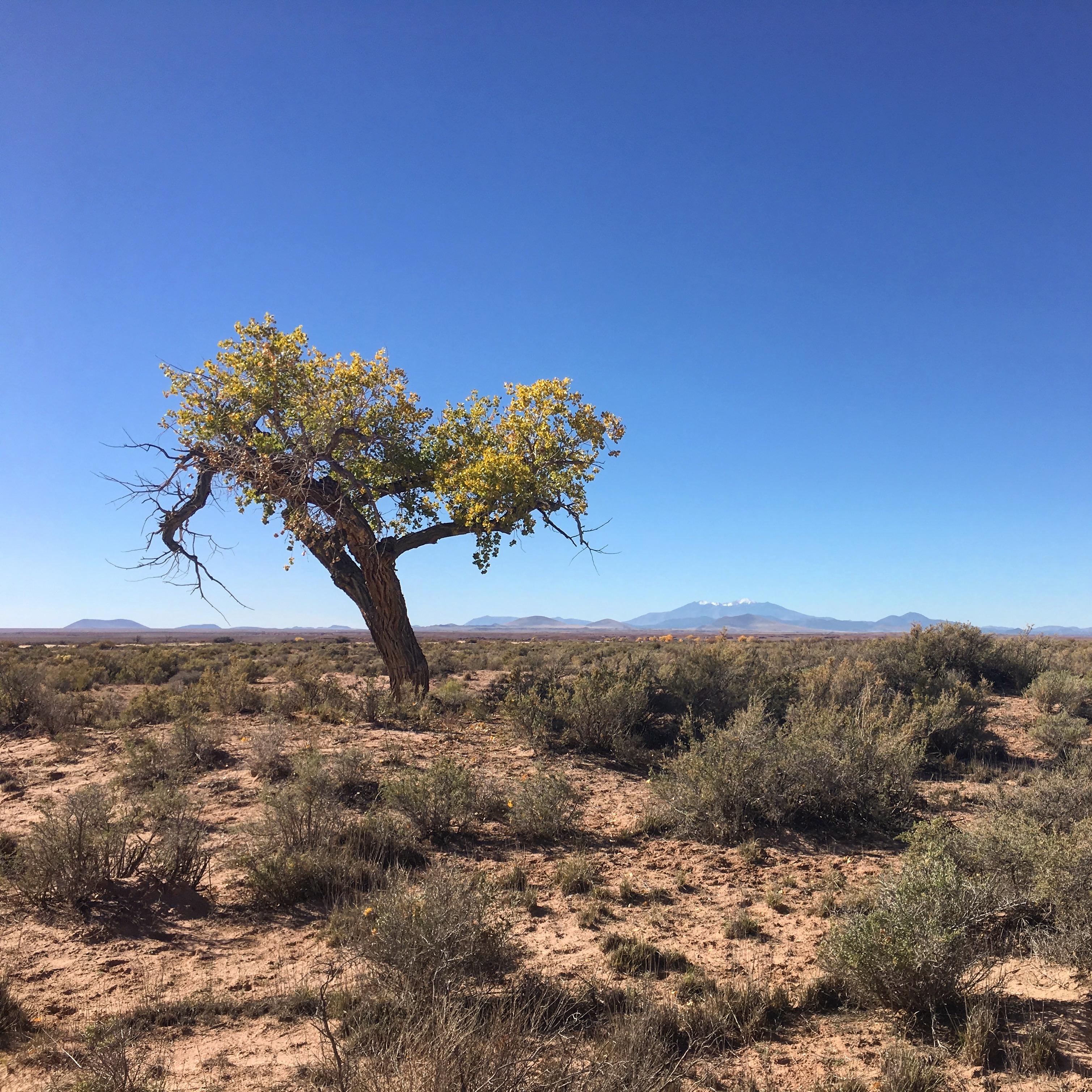 Lone desert tree near Leupp, Arizona [3018x3018] r/EarthPorn