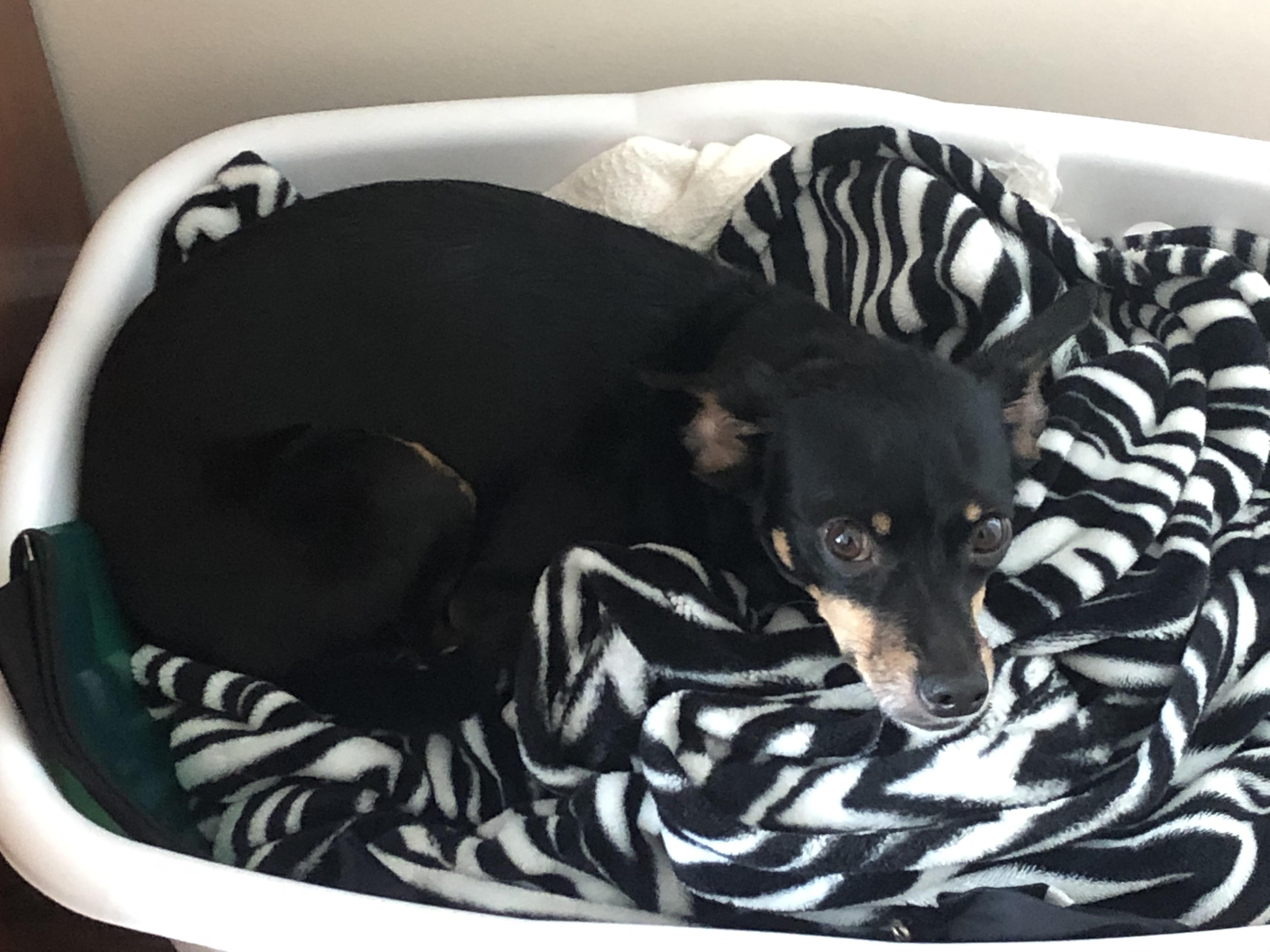 He loves this blanket so much r/minpin