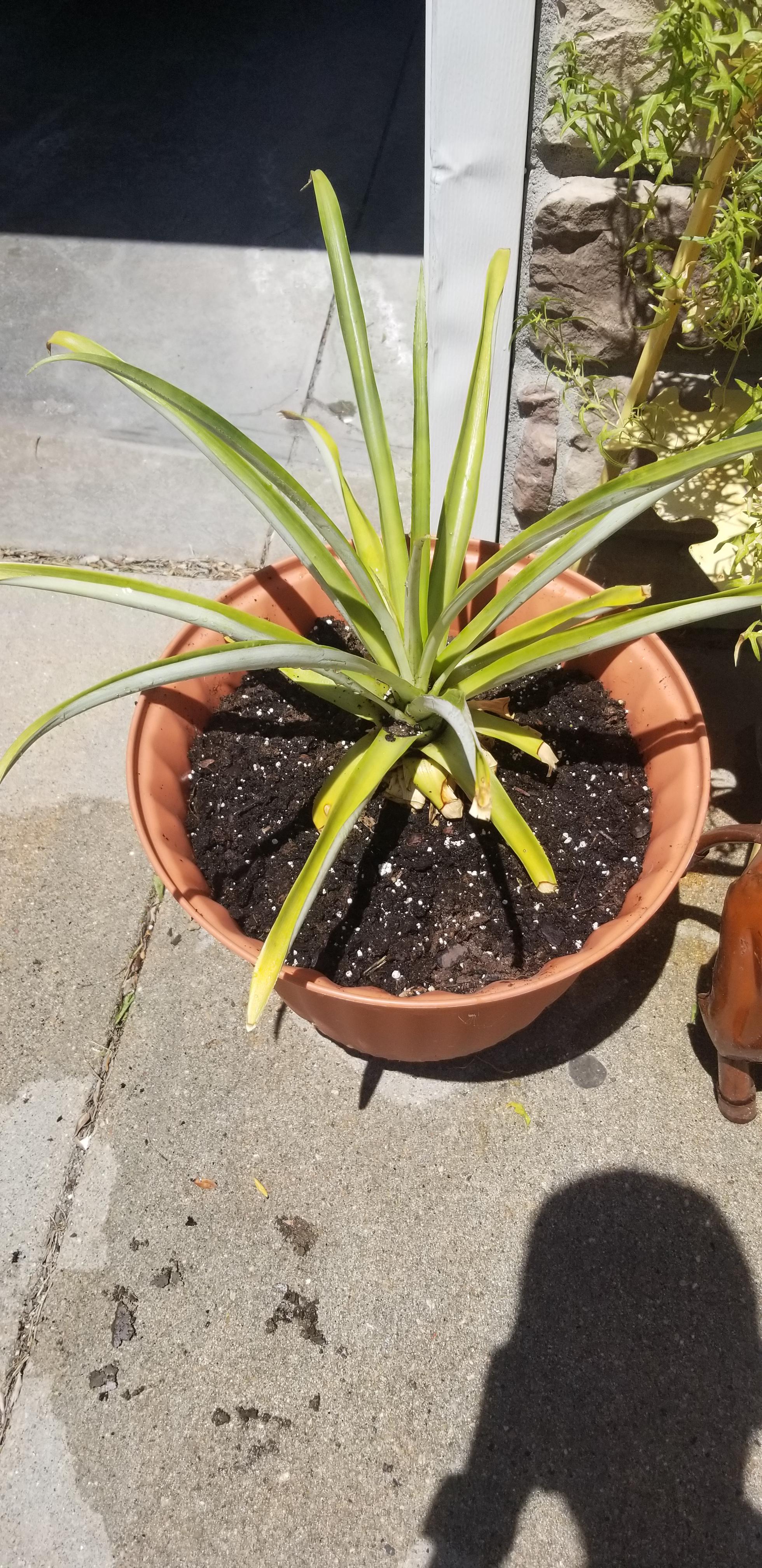 Pineapple help? Does anyone know why my pineapple might be yellowing