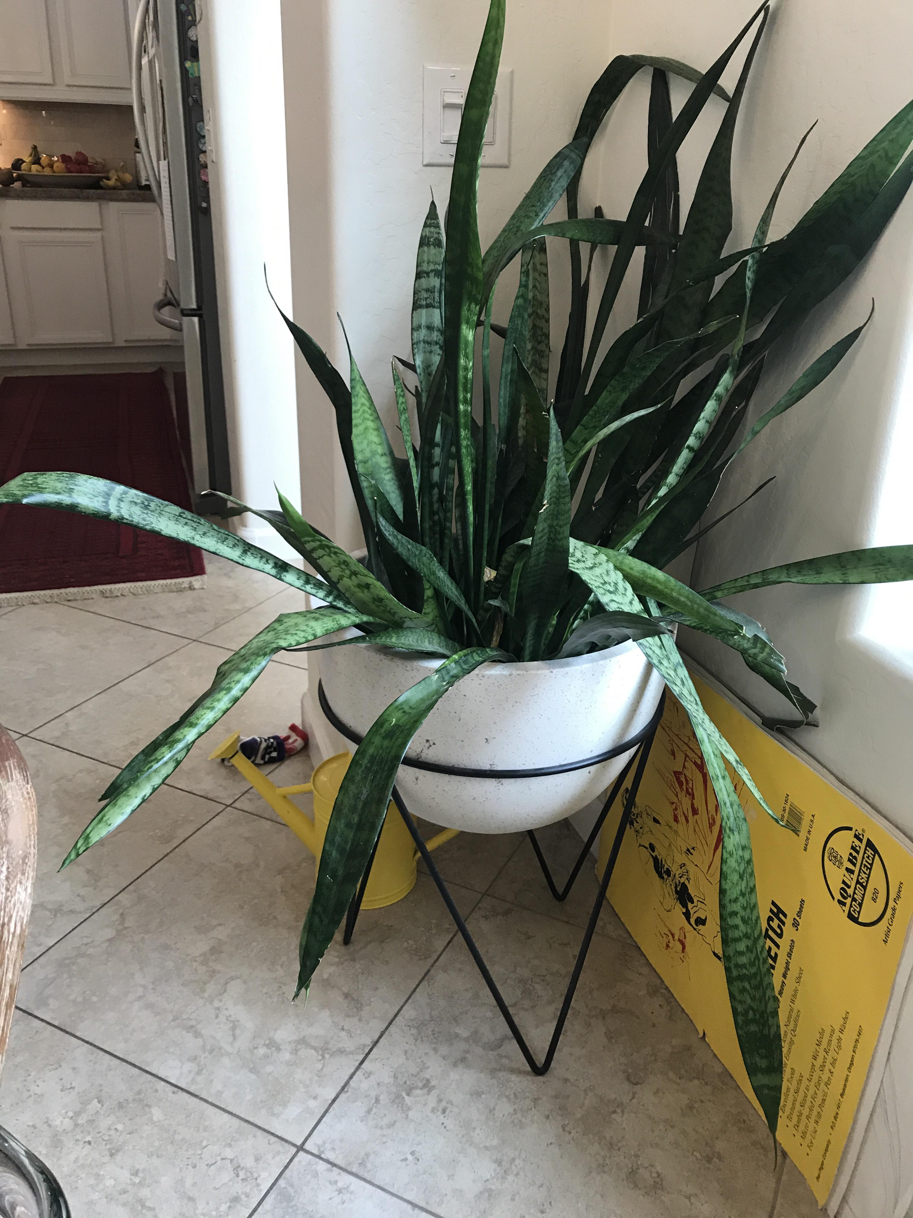 My sister’s snake plant is all droopy and falling over. Soil is dryish