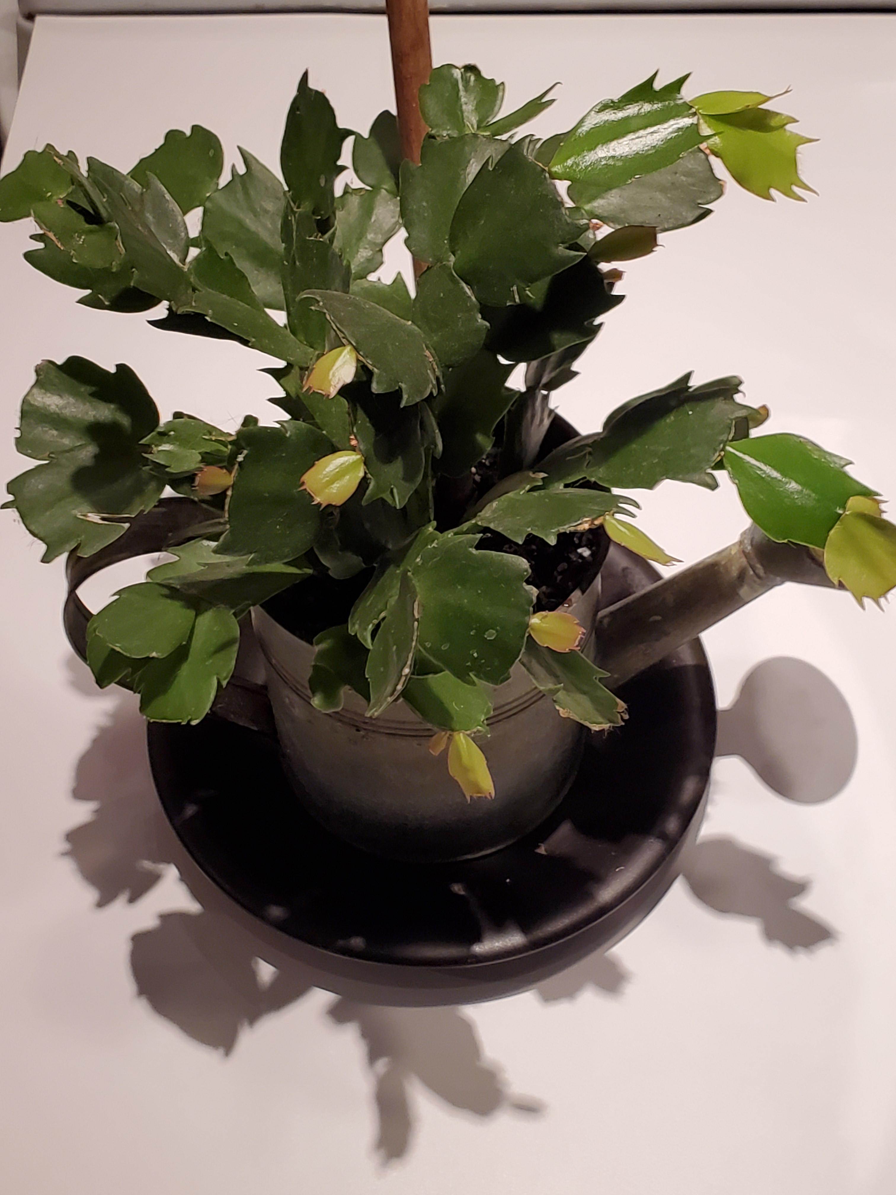 New Growth On Christmas Cactus New growth on my Christmas Cactus! I swear it's been dormant for almost