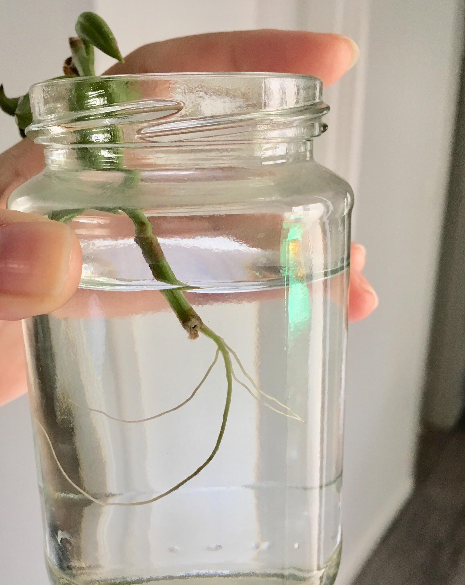 String of bananas is this ready to be potted? Also, is normal potting
