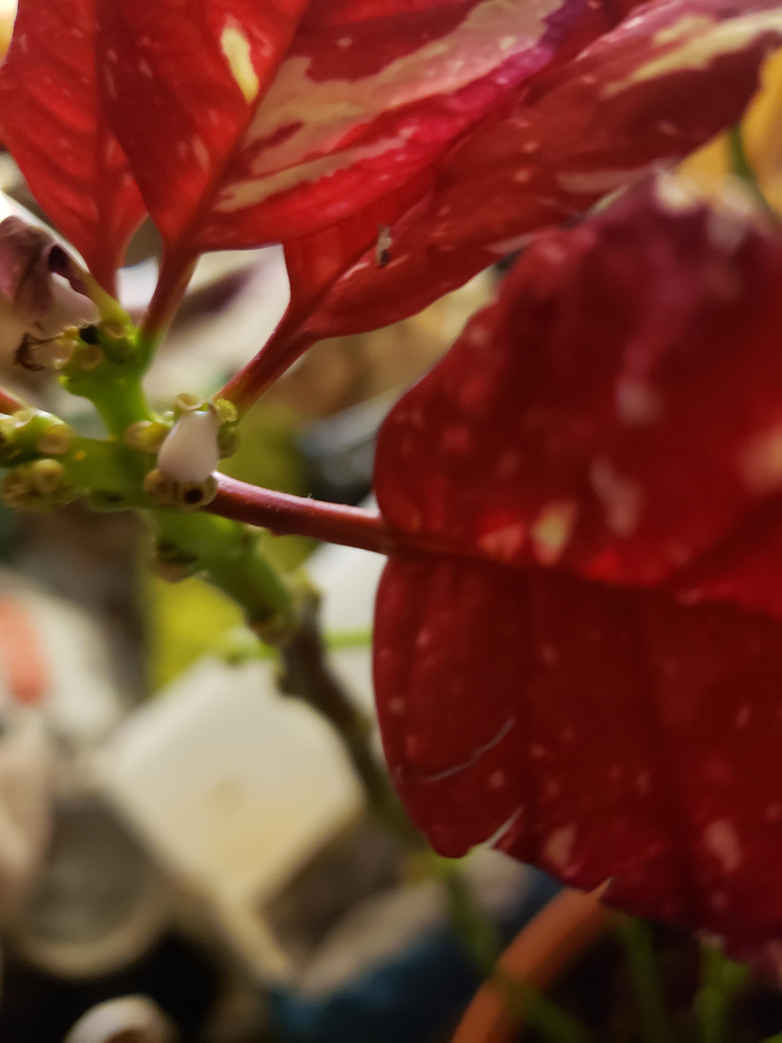 What is this weird white creamy stuff coming out of my Xmas plant? Its
