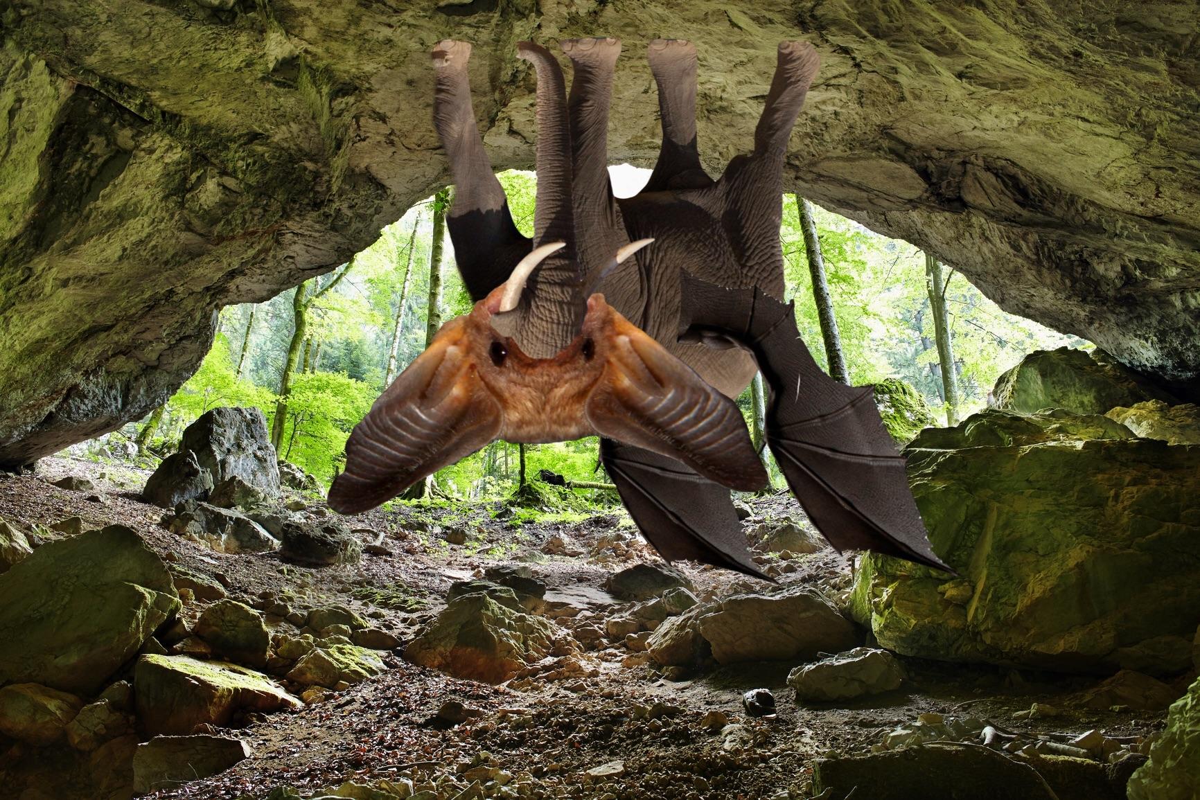 Elebat elephant and bat hybrid r/HybridAnimals