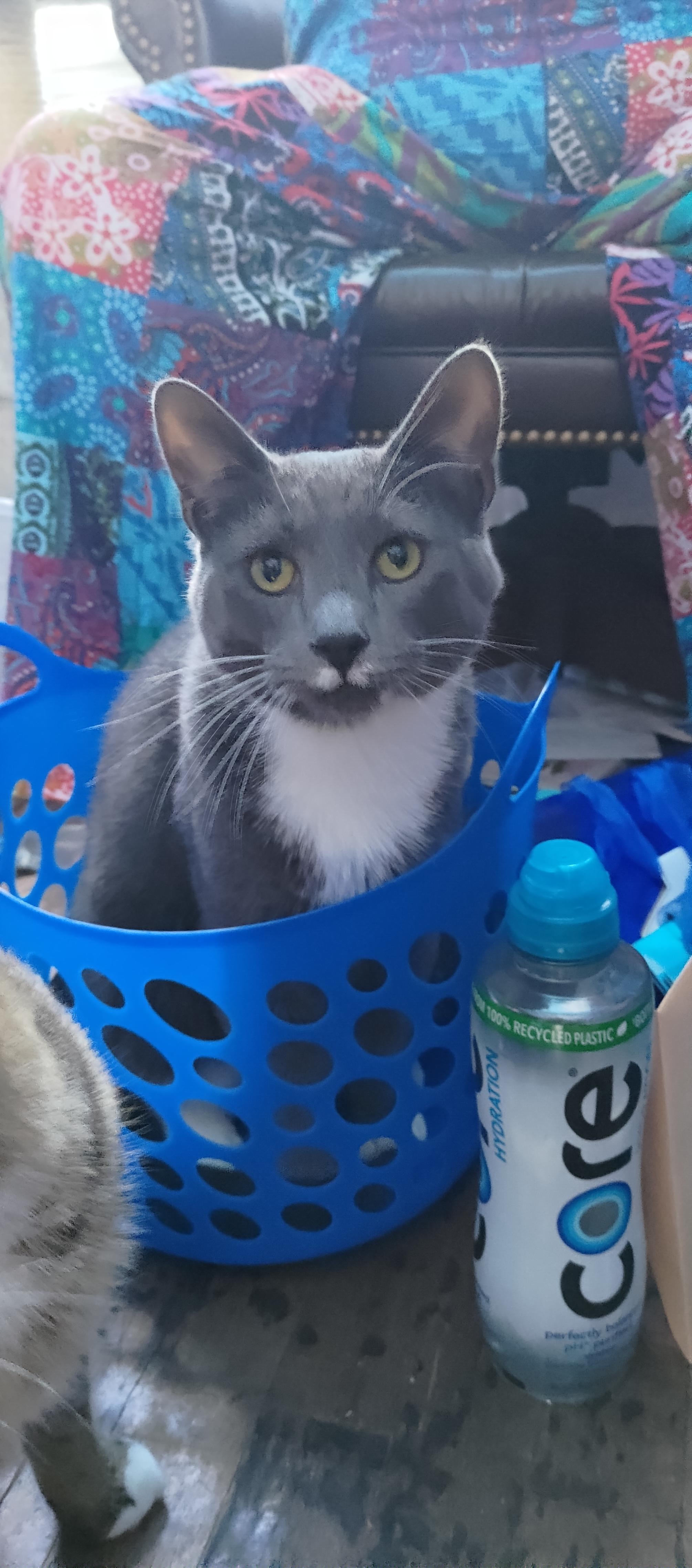 My darling boy keeps trying to french me. He likes to smell my breath