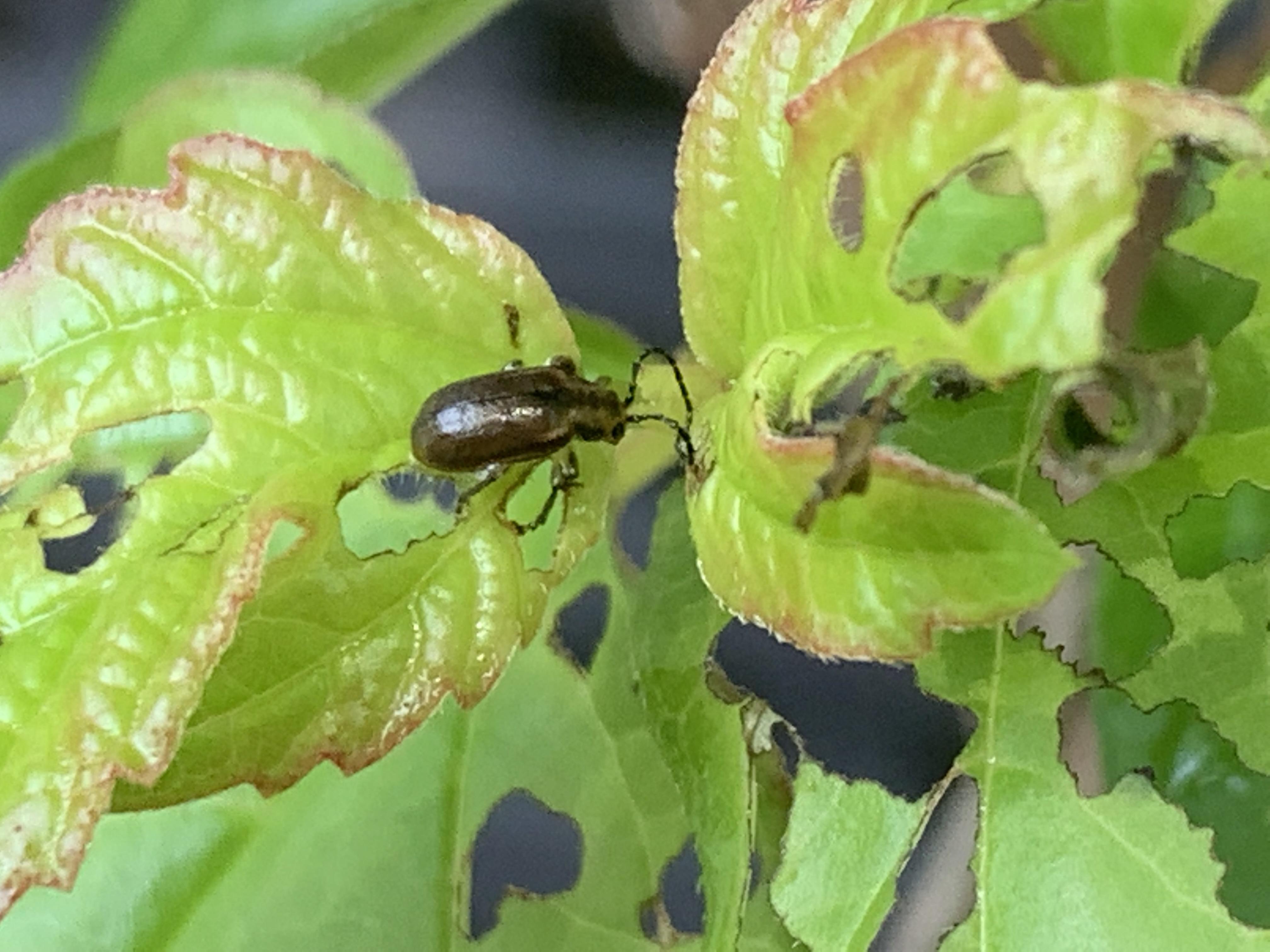Eats my viburnum to the stump! r/whatsthisbug