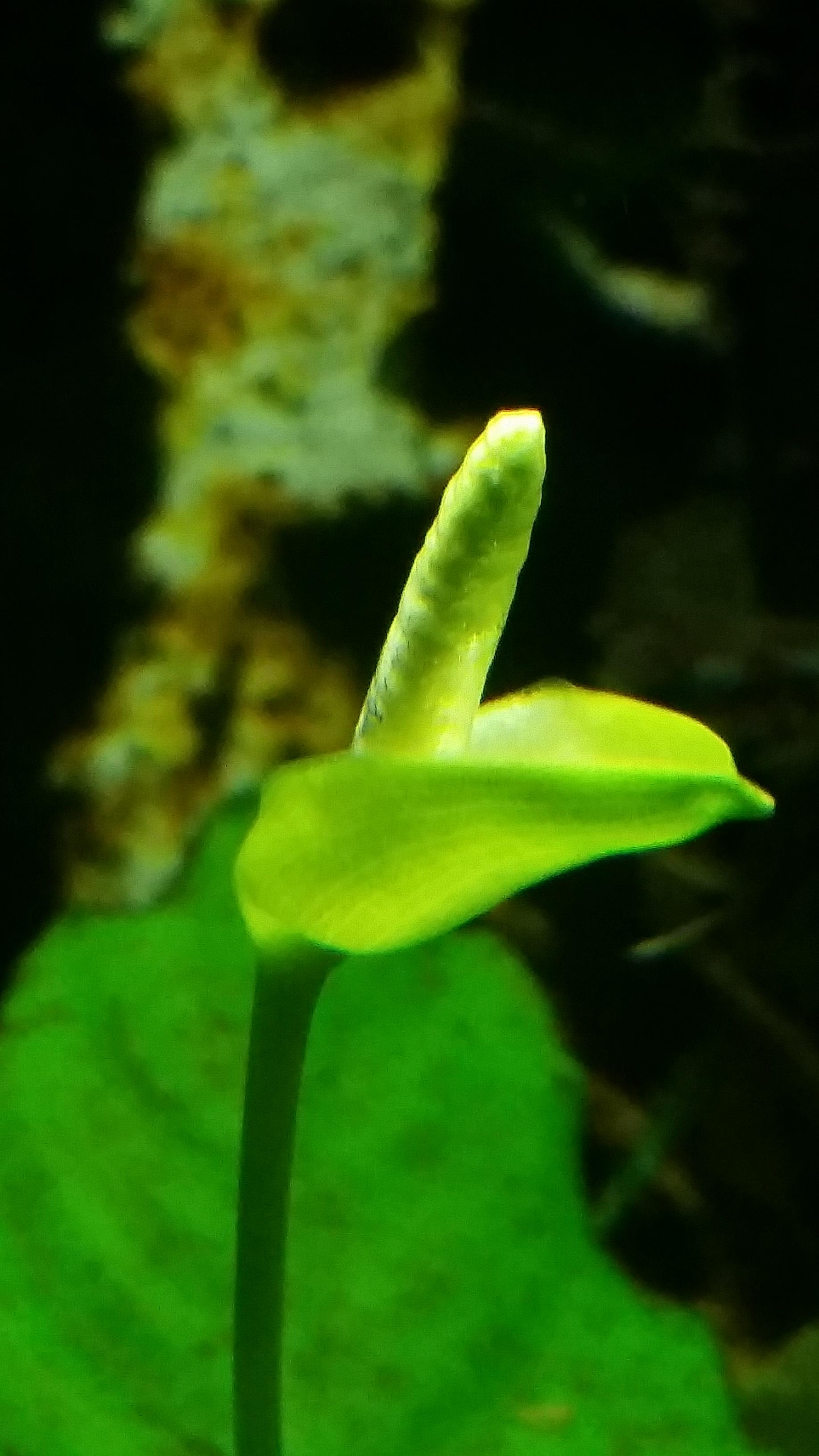 First time having an anubias flowering. ) r/Aquariums