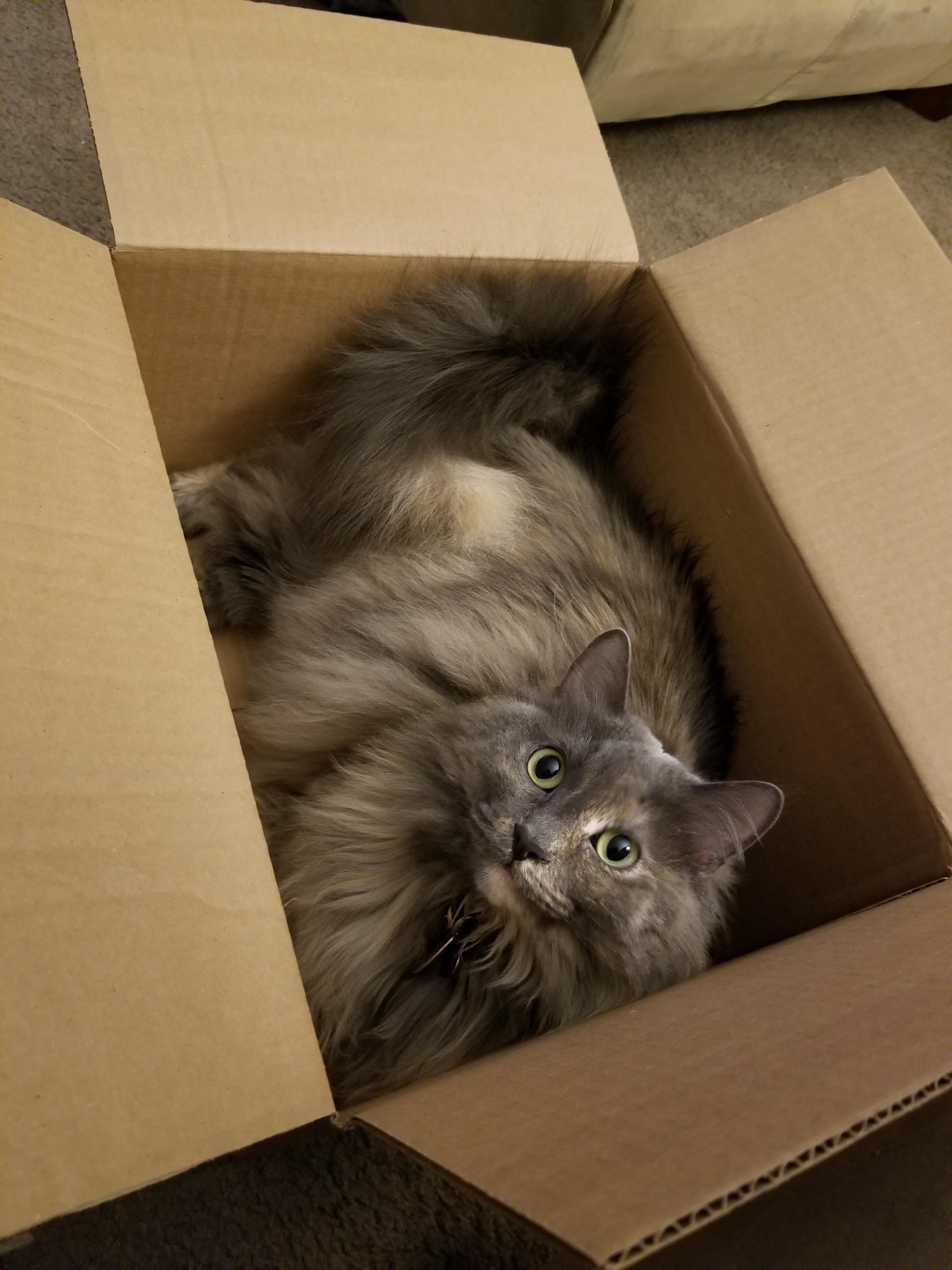 Sponsored by Bed Bath & Beyond r/TheCatTrapIsWorking