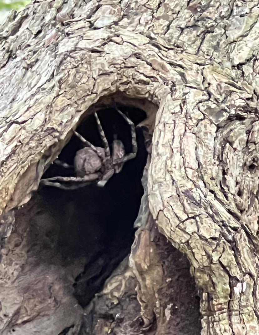 what spider is this? body the size of a golf ball. texas r/spiders