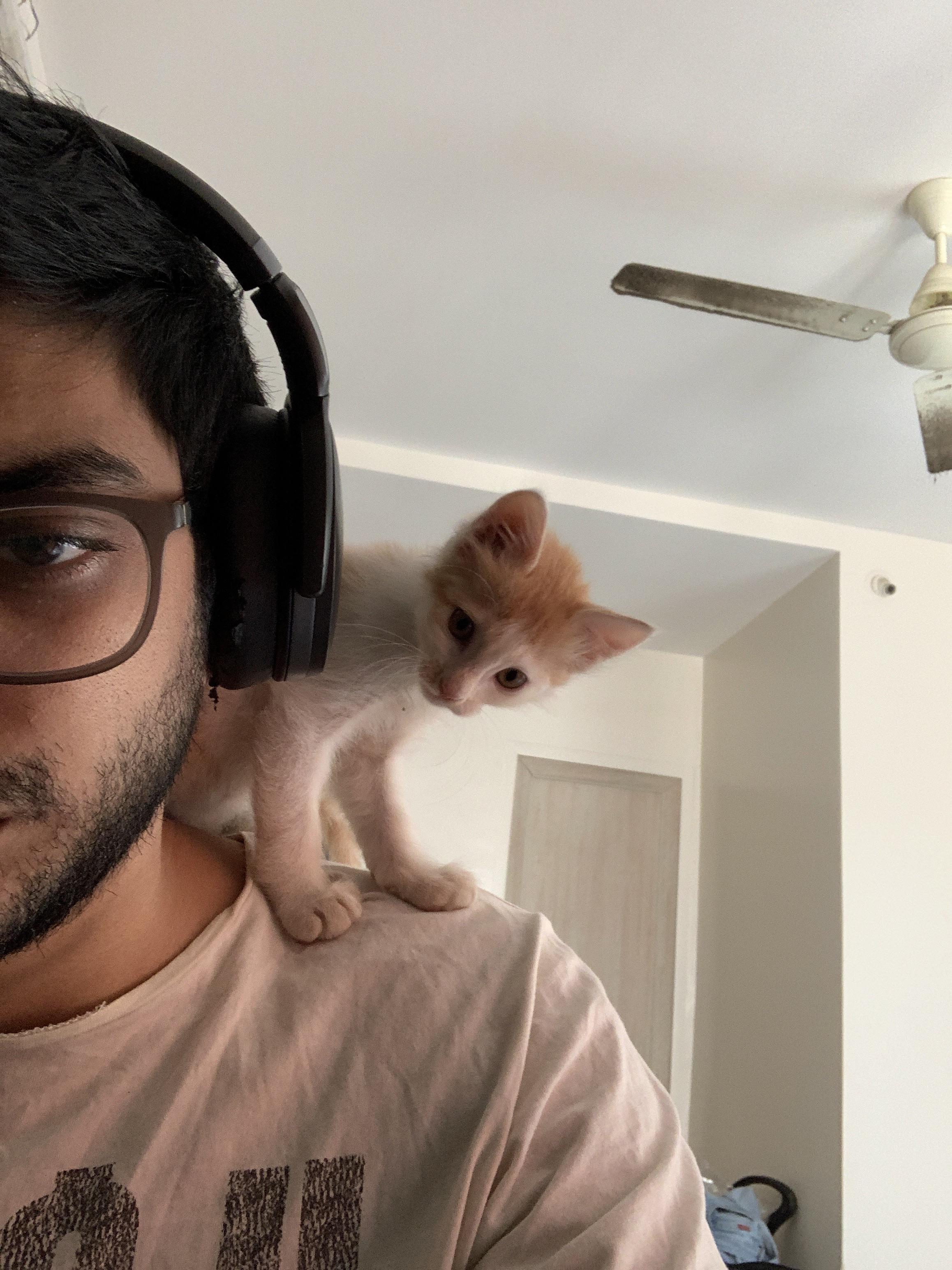 My new gaming neckpillow r/shouldercats