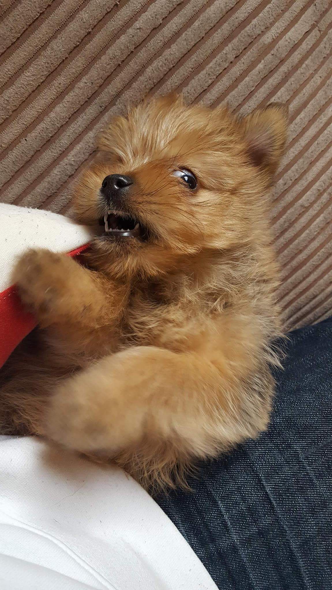 Getting caught eating my pillows. His face says it all. r/rarepuppers