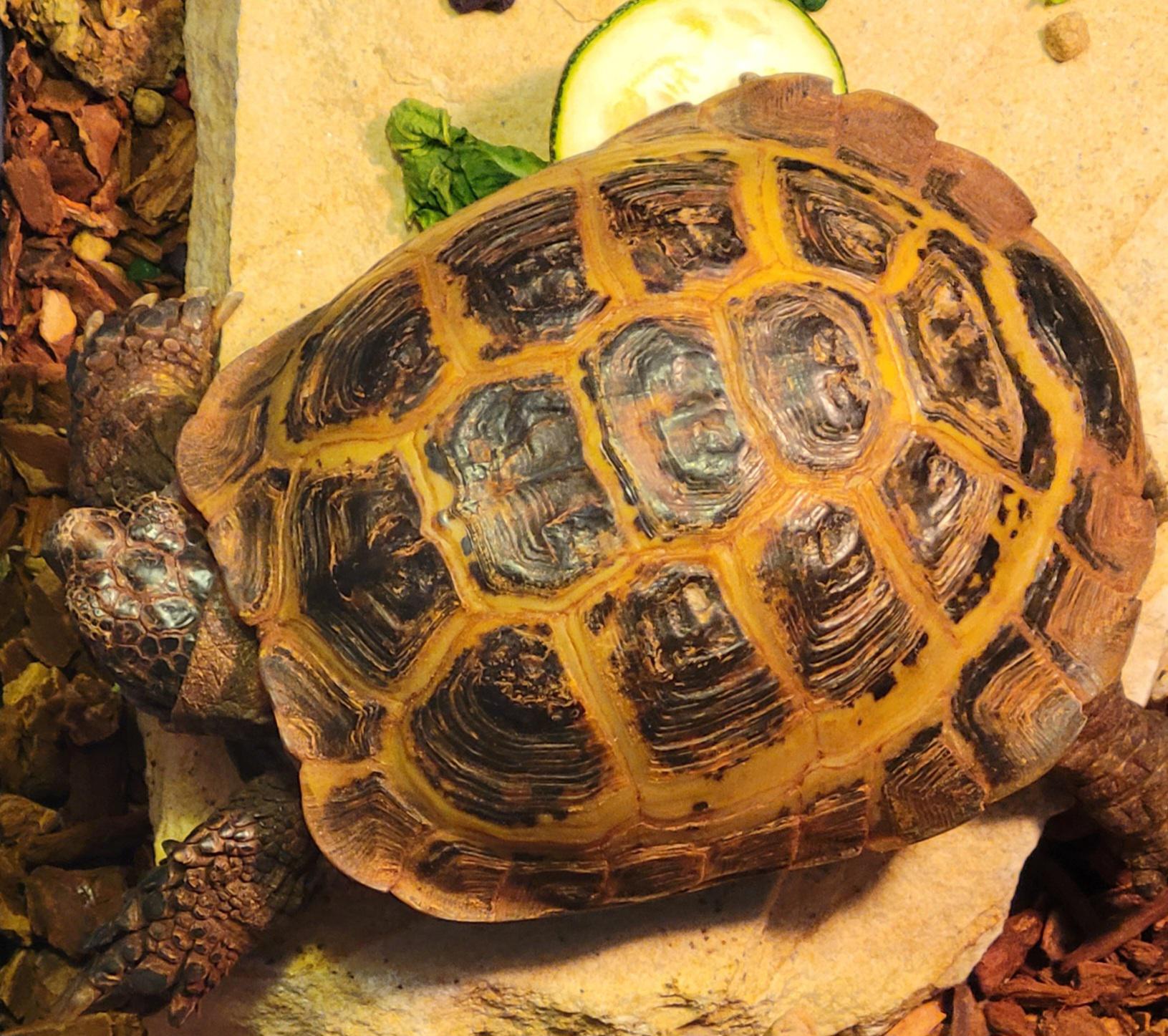 Bob guarding his precious zucchini from the mysterious giant that needs
