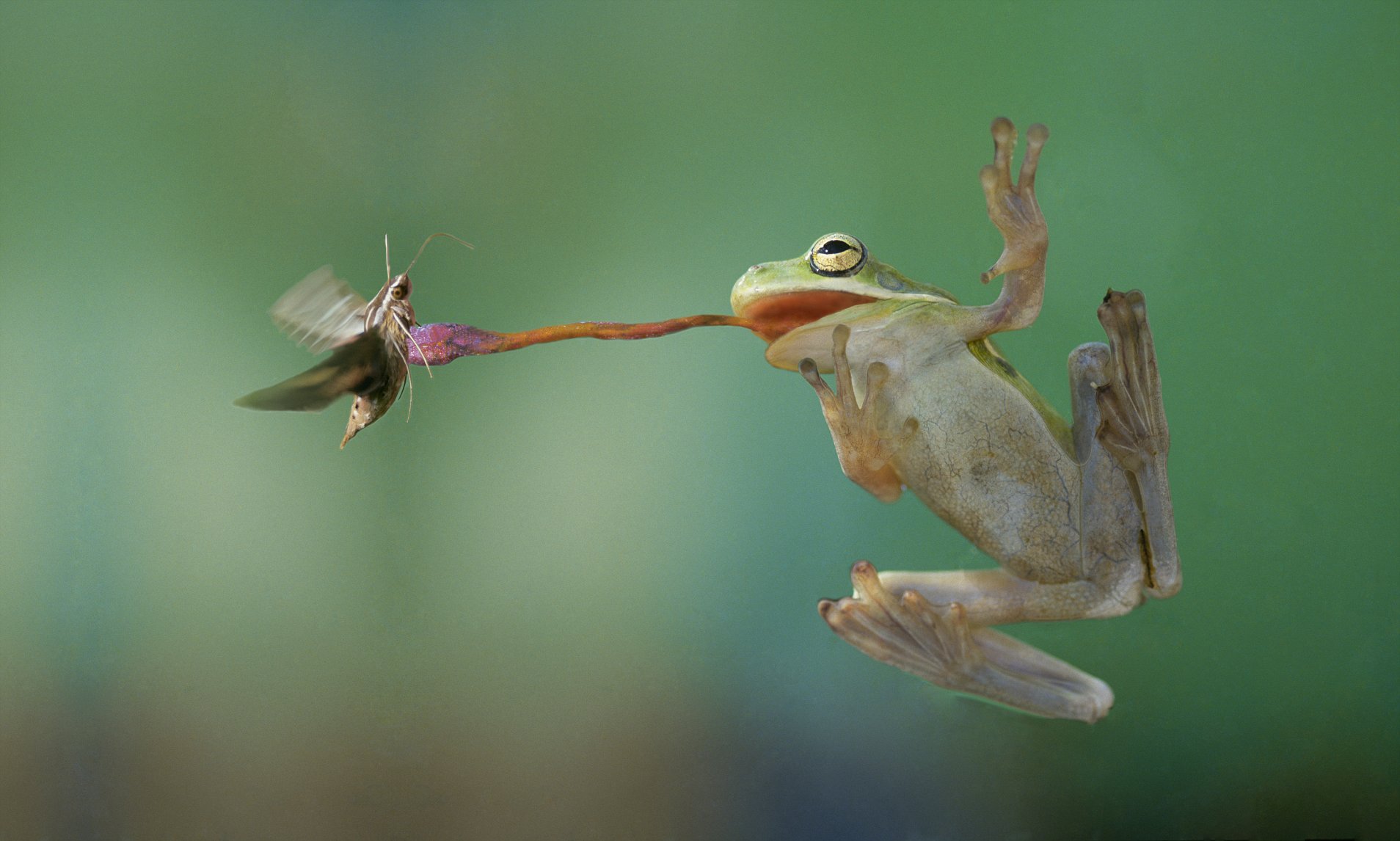 Daily Fog Fact 1 Frog’s tongues are attached to the front of their