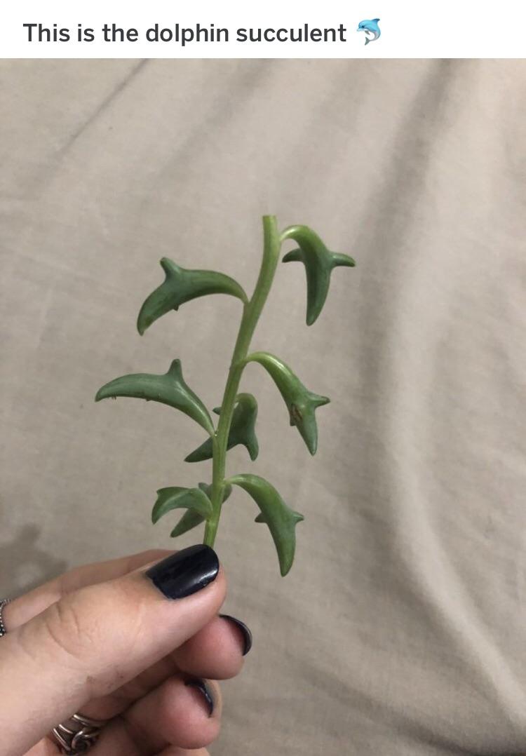 they have successfully created hybrid plants! (img credit to u