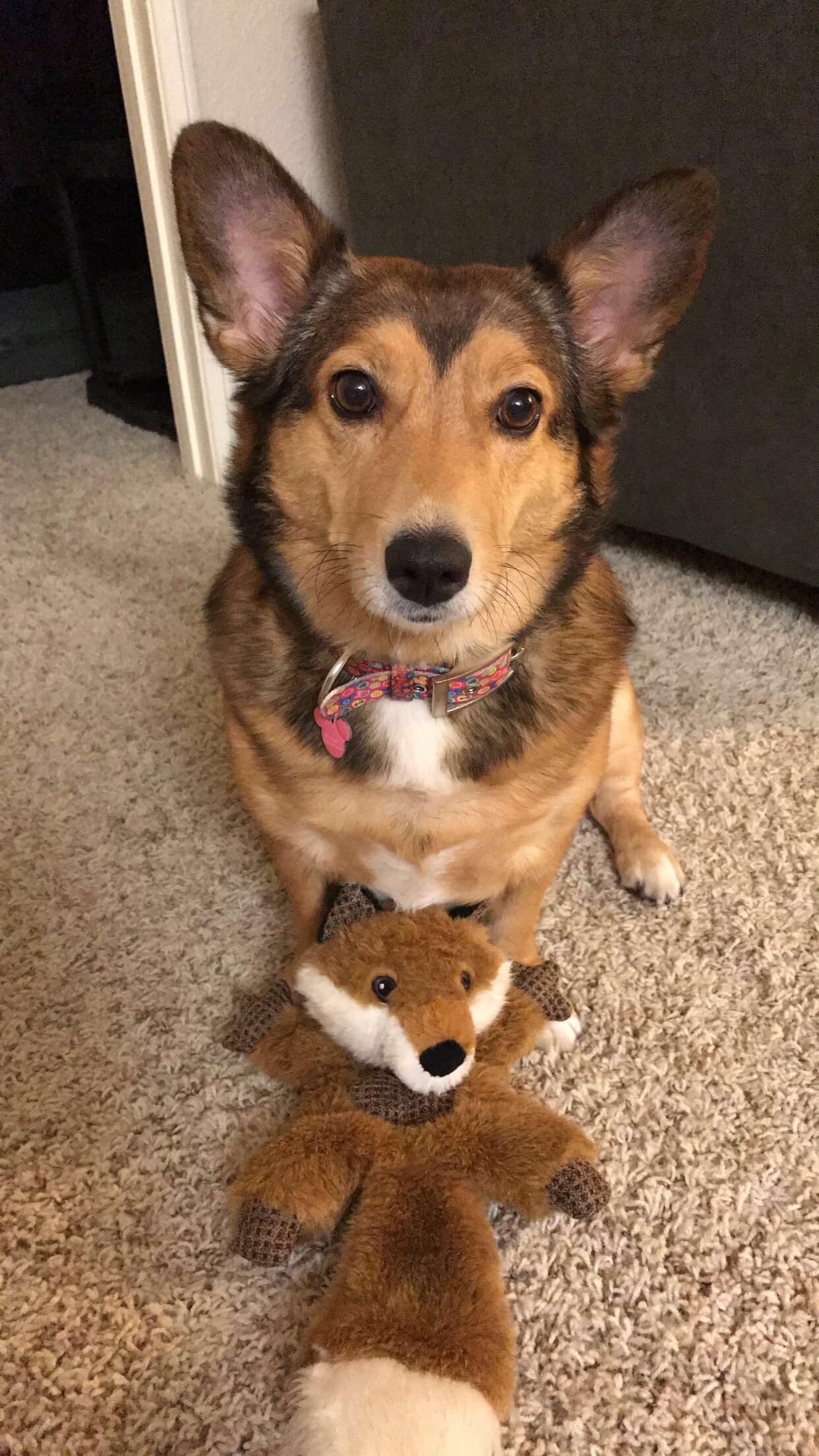 This is Layla. She is a mix. She’s got