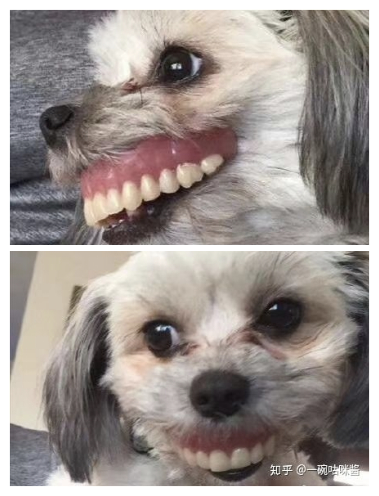 Where are my dentures?? r/funny