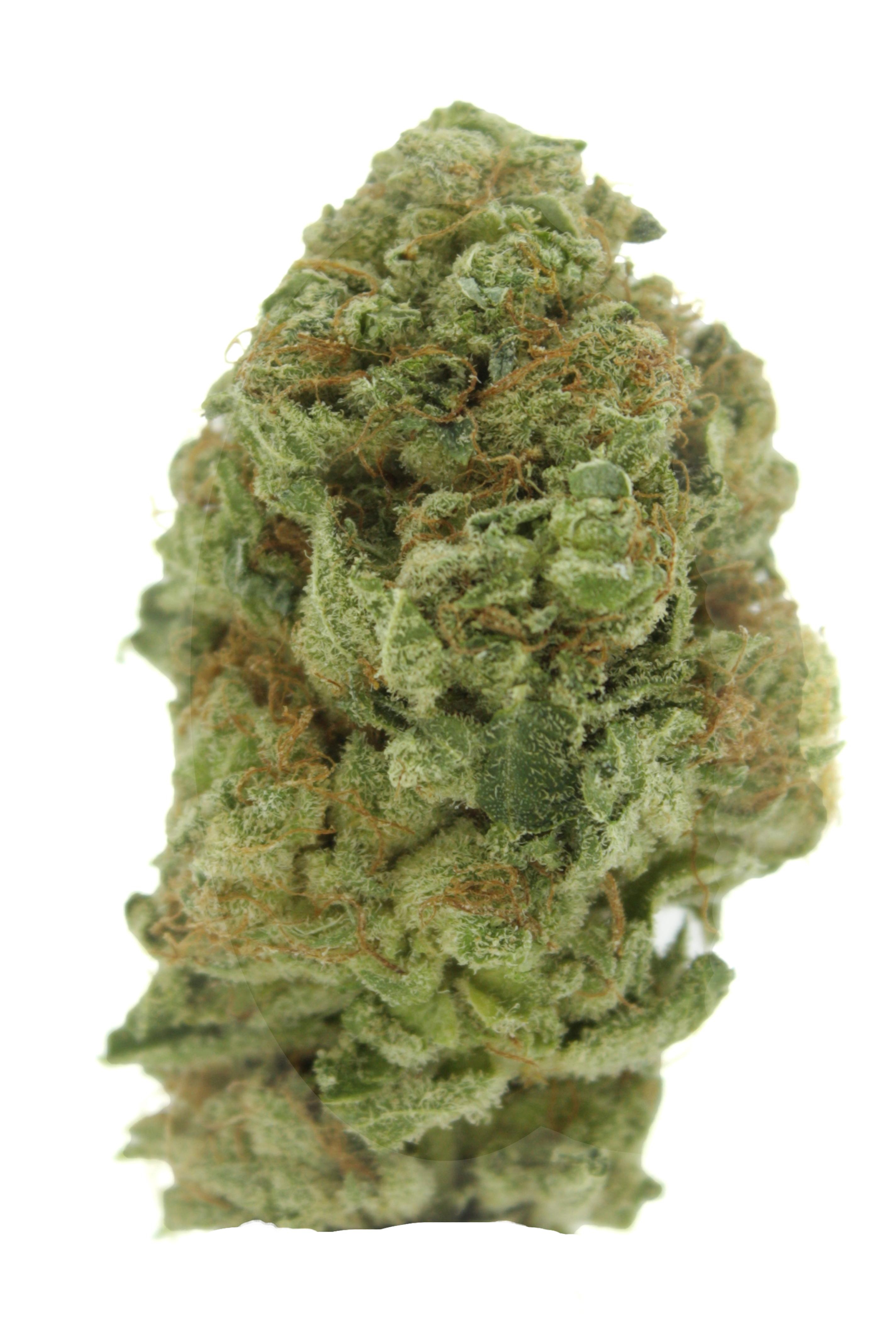 Viper [2848x4872] a Sativa dominant hybrid (90 Sativa/10 Indica