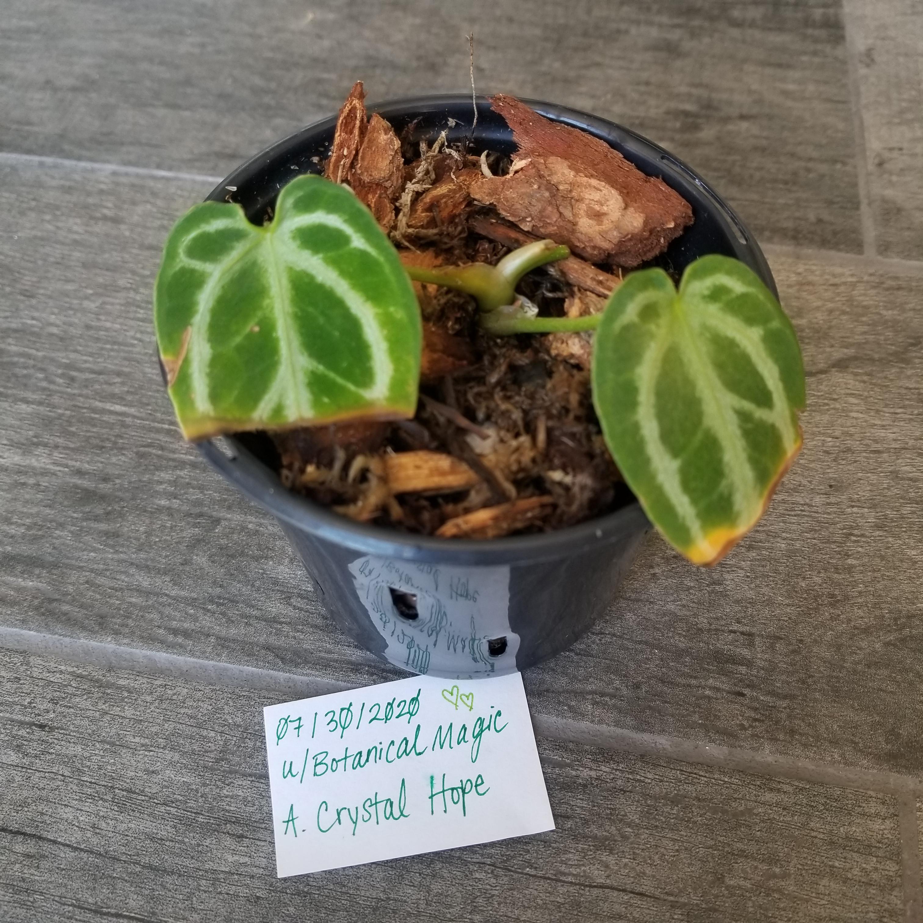 [US] ISO See comments HAVE Anthurium Crystal Hope RareHouseplantsBST