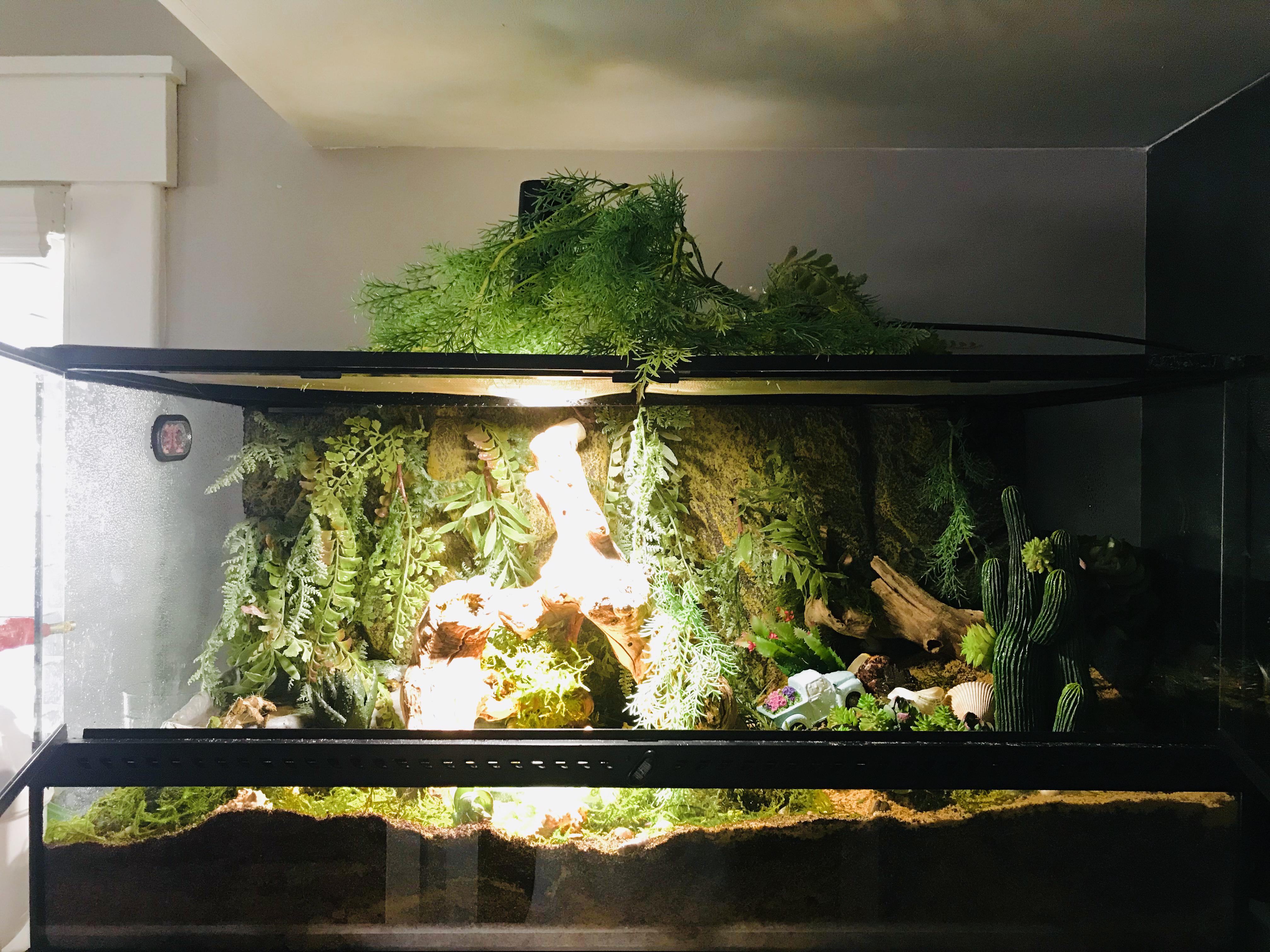 New hermit crab 40gallon Exoterra housing 6 hermit crabs. Has Fresh