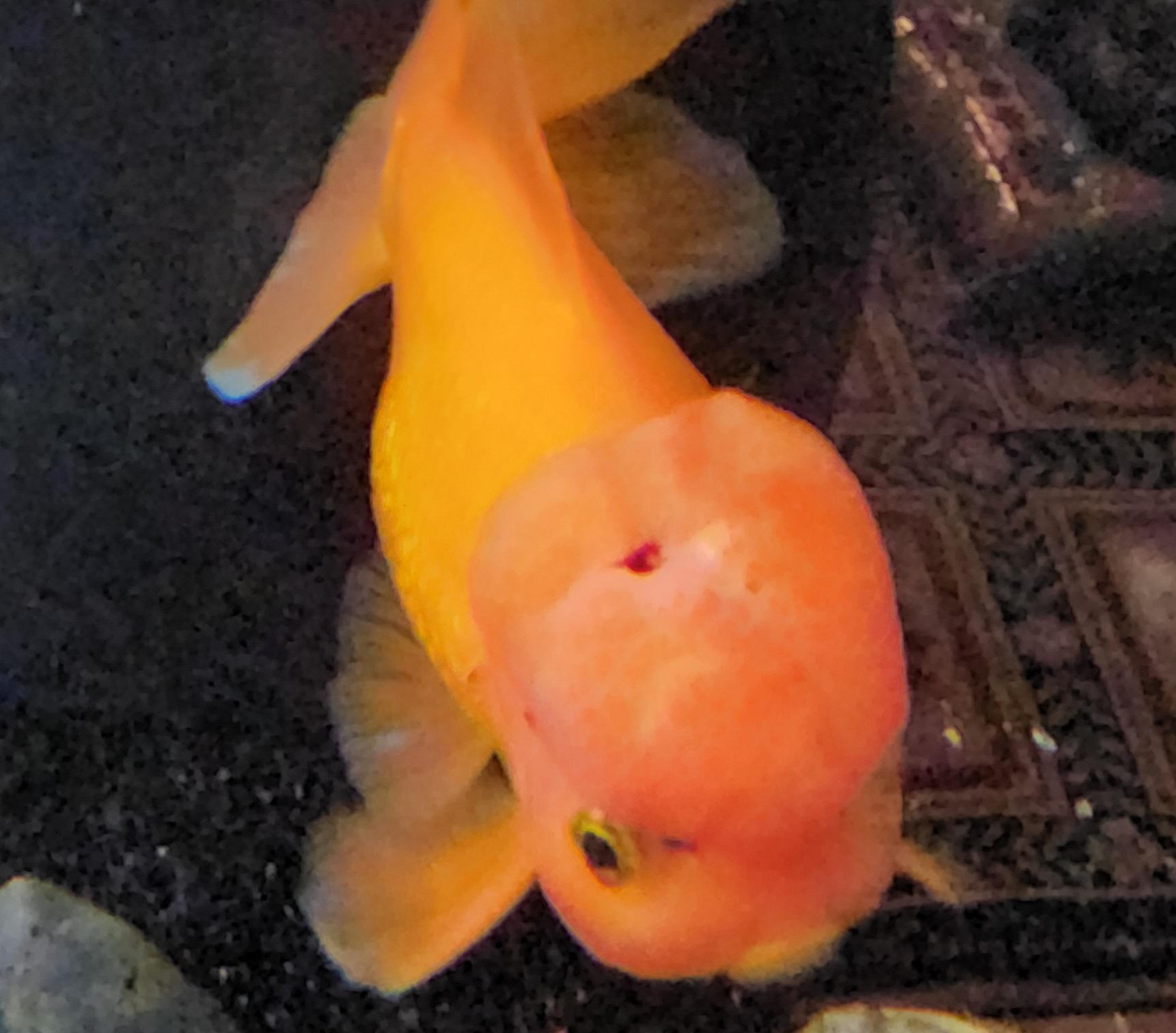 help with hole in head r/Goldfish
