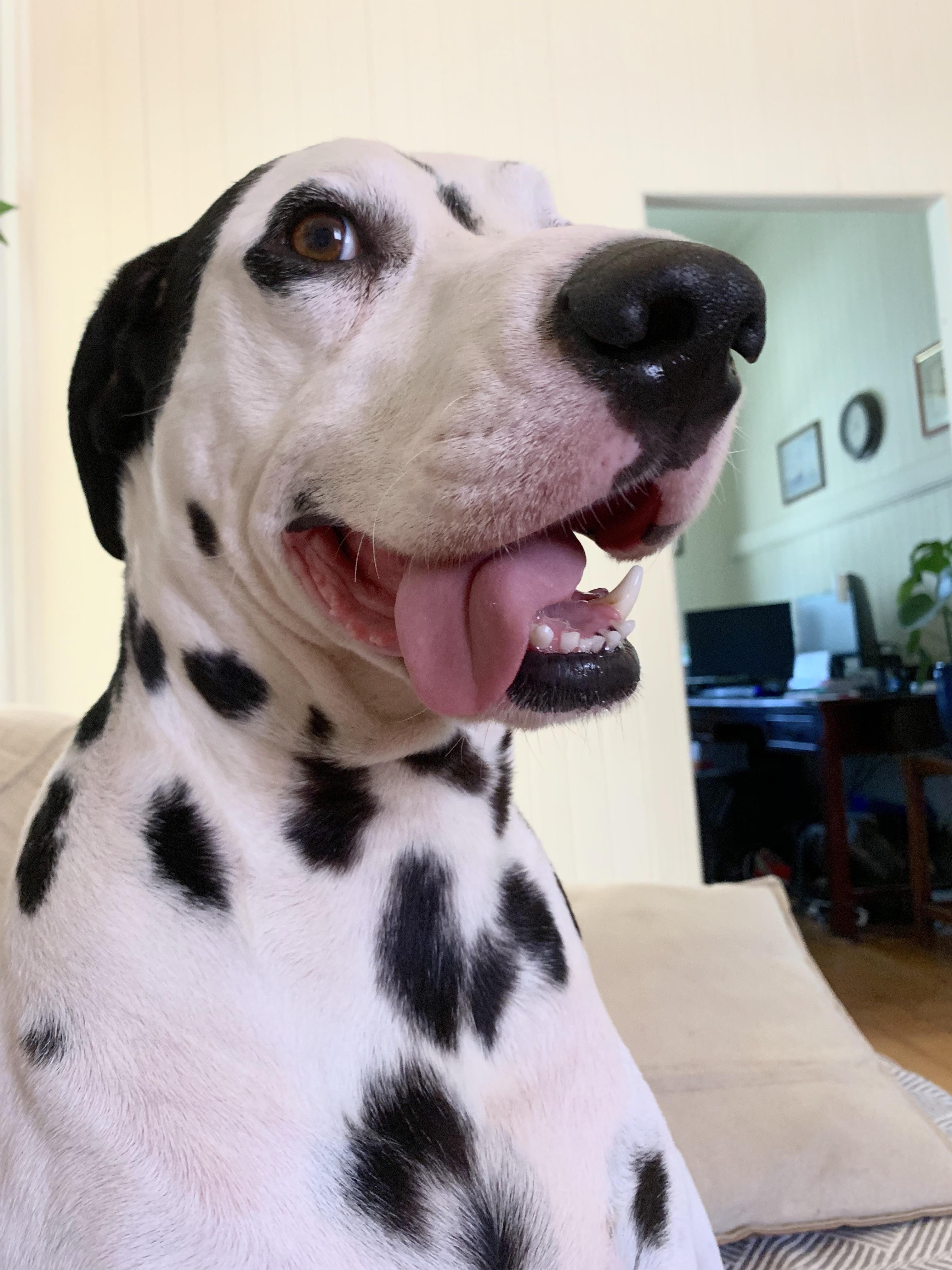 I’ve noticed dals are the new pitts here on reddit, so here is the face