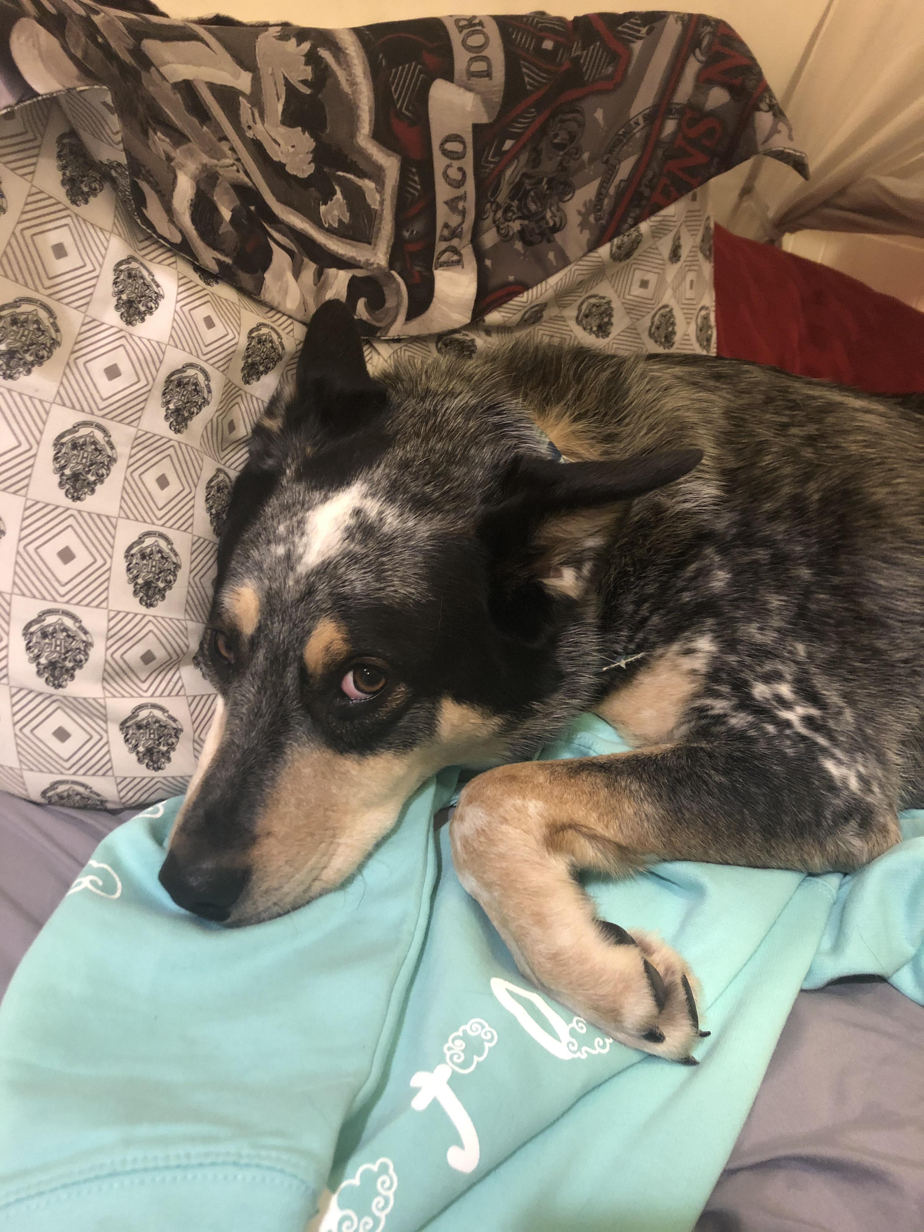 Soft boi on a soft boi hoodie r/CrankGameplays