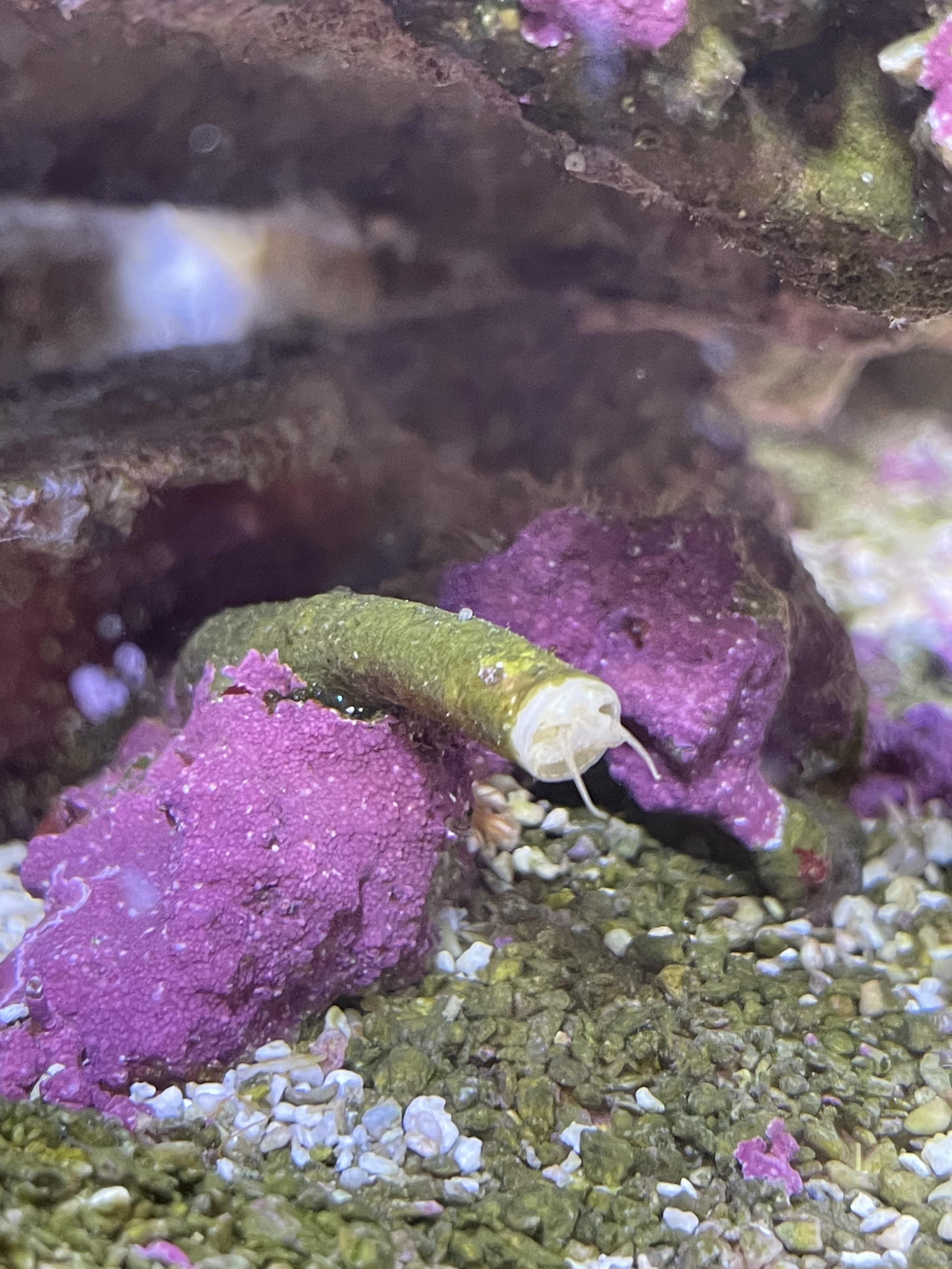 Is this a vermetid snail? r/ReefTank