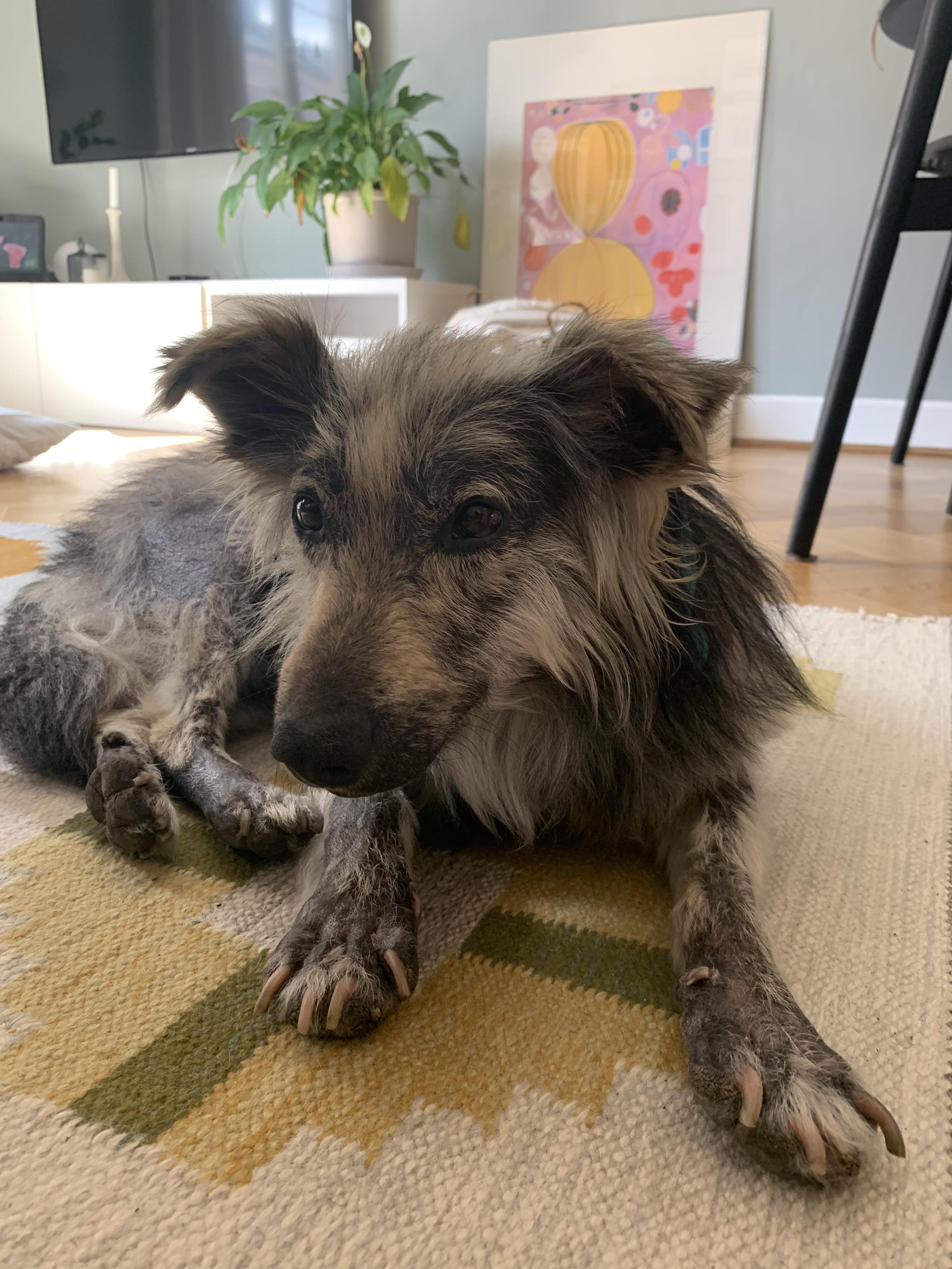 Small head, big body. Weird body proportions. IDmydog