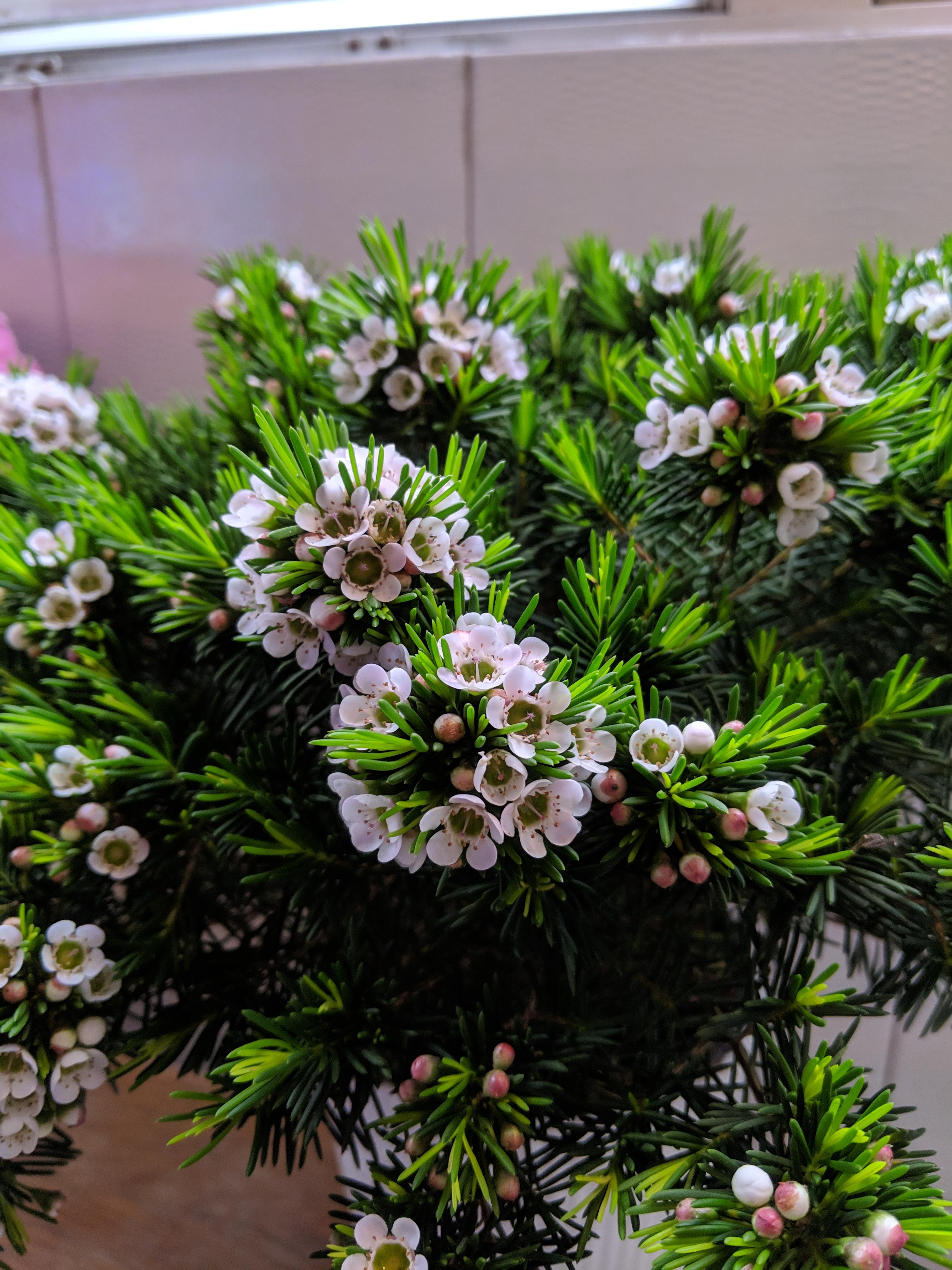 Smells a bit like honey to me but I don't know what plant is this r