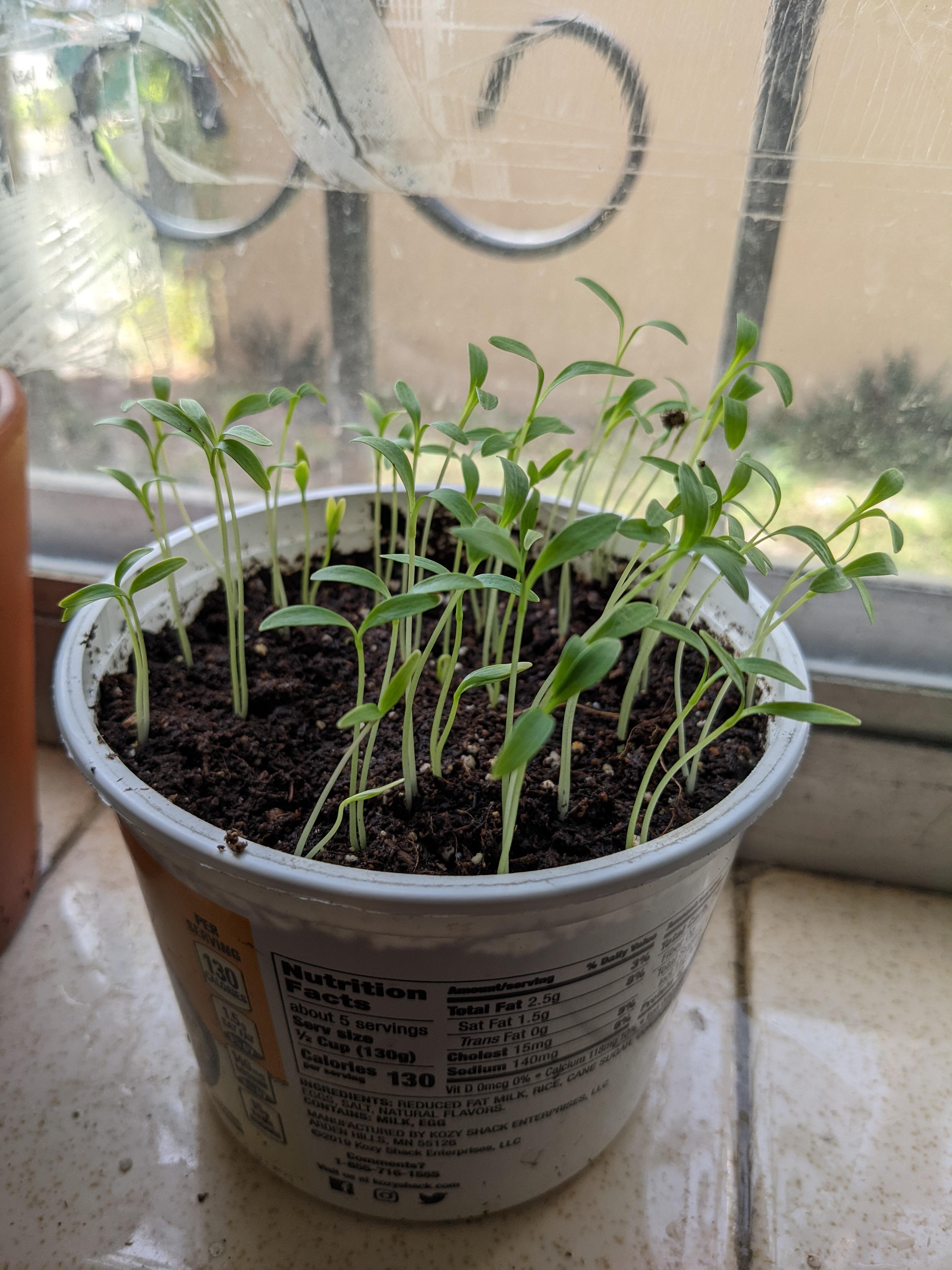 Are my cilantro seedlings ok? They seem rather long and spindly. r