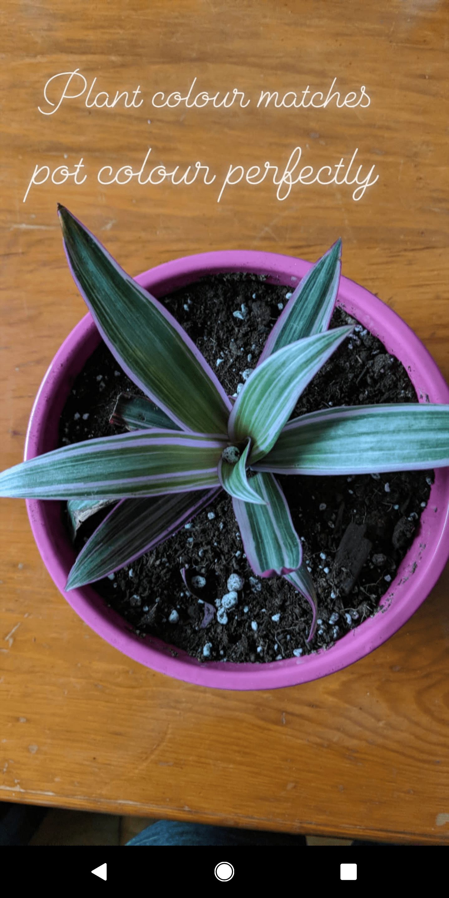 It somehow worked out that my silly pink flower pot PERFECTLY matches