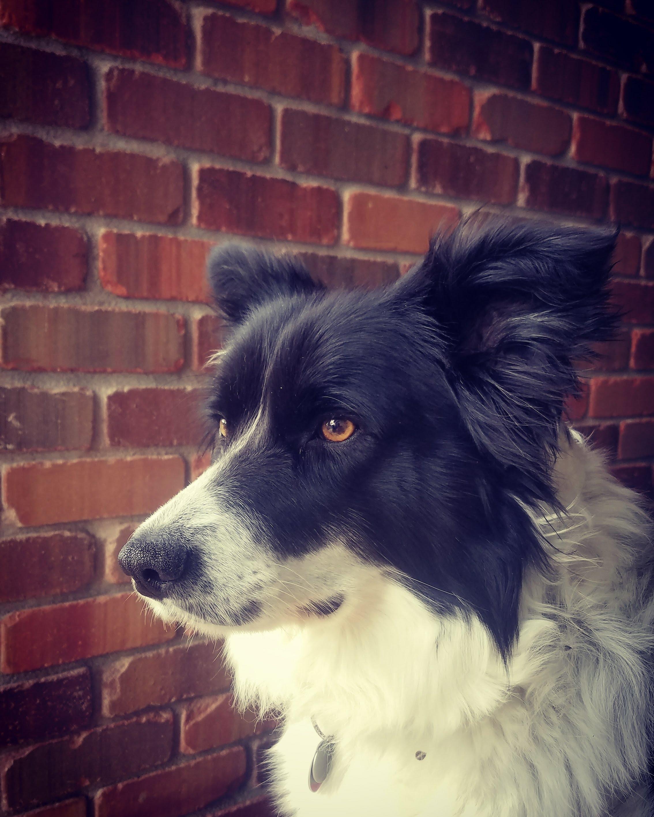 a picture I took a few years ago of my grandparent's beautiful border