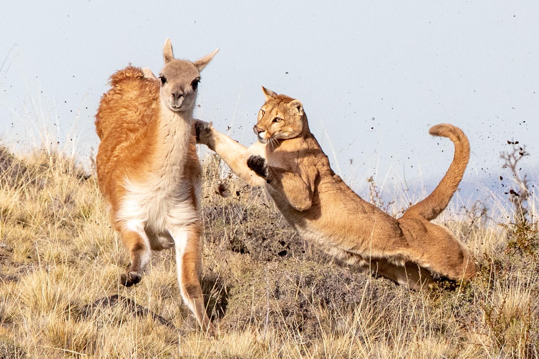 The puma is a fierce predator, with an athletic and muscular body to