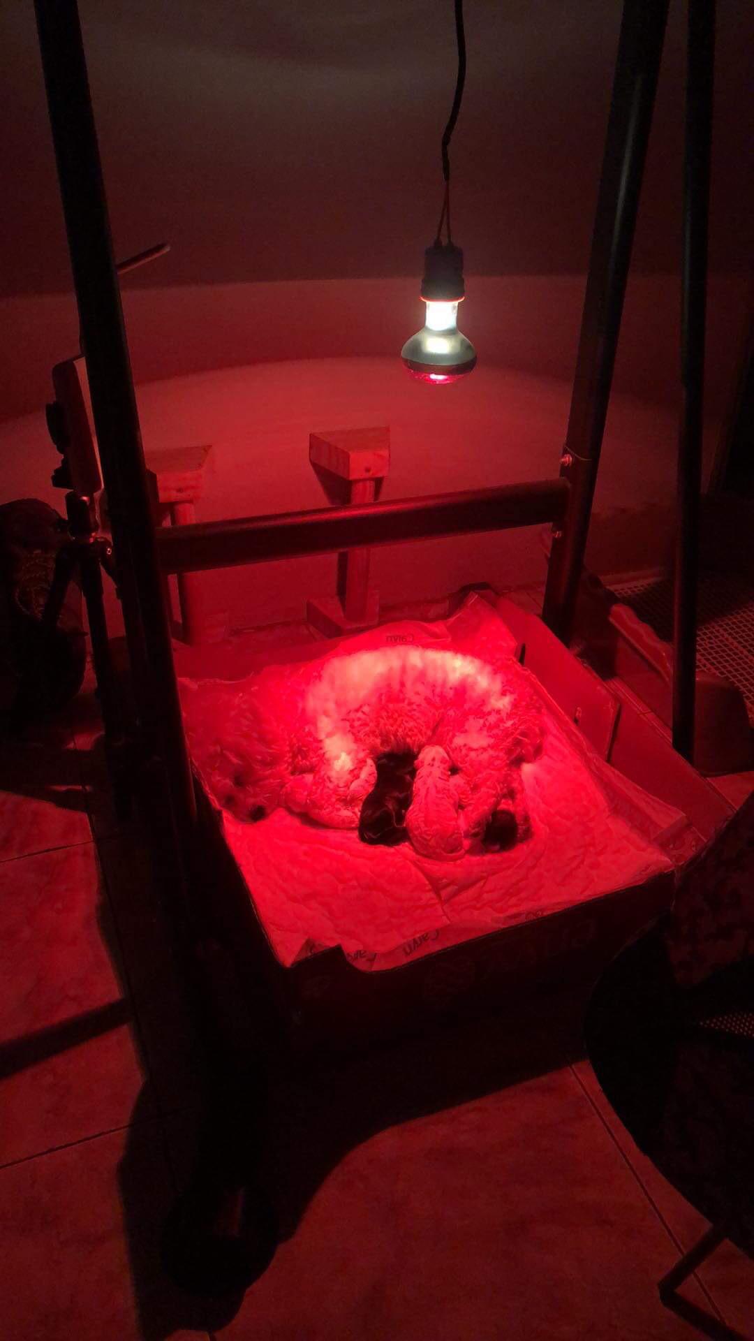 Do New Puppies Need A Heat Lamp