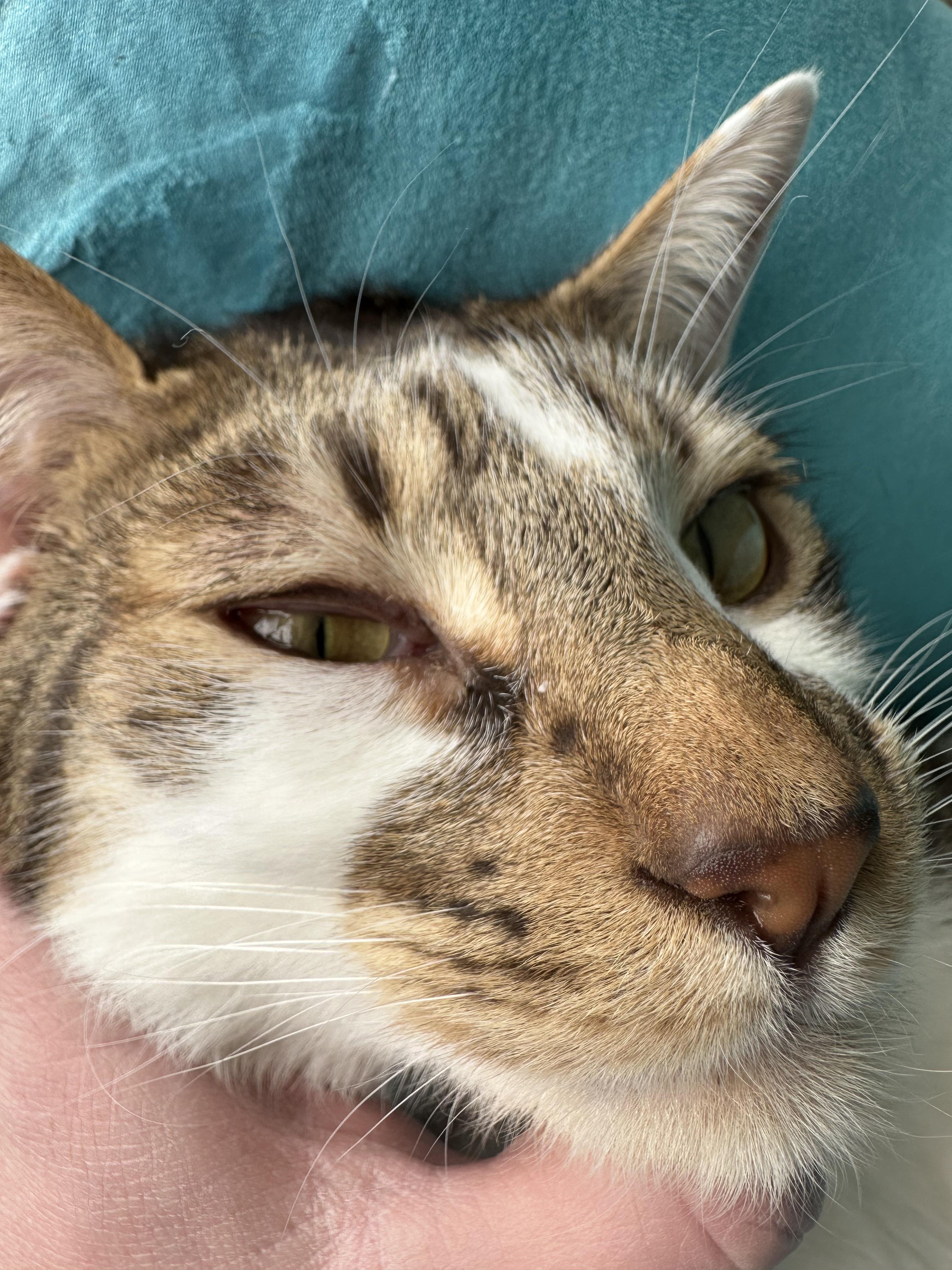 Cat’s eye has redness around it, and slightly goopy. OTC eye drops or